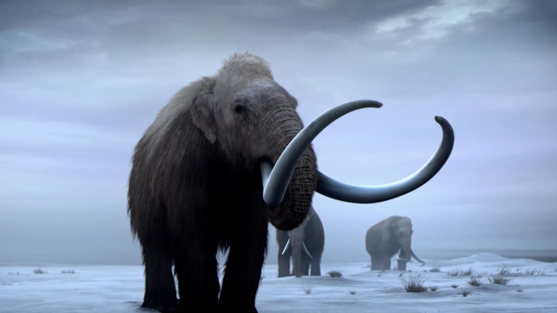 Bringing back woolly mammoths, NOVA season 45, PBS episode 105, Woolly mammoths return, 1920x1080 Full HD Desktop
