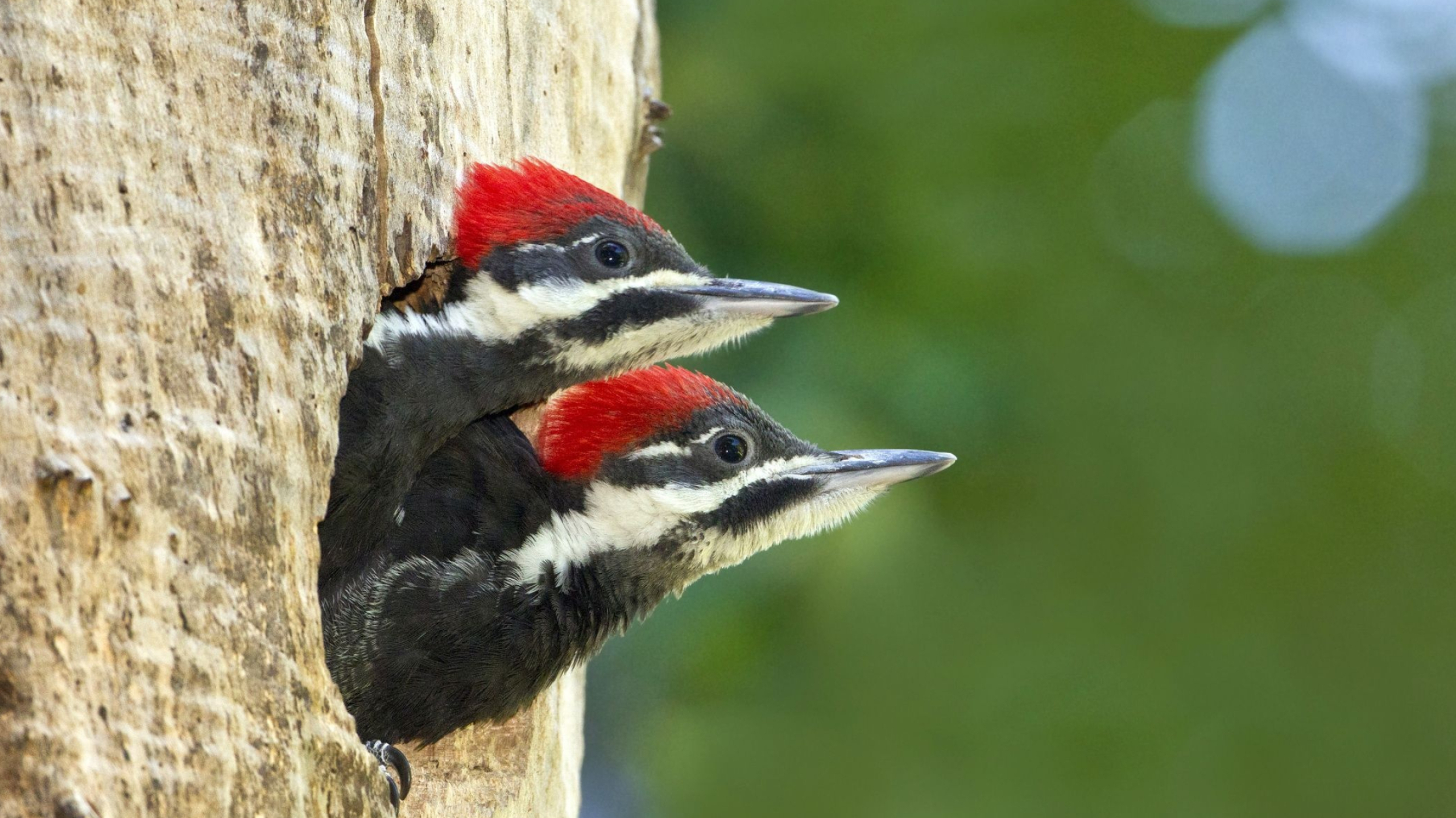 Woodpecker, Animals, Pileated woodpecker, Chicks, 2560x1440 HD Desktop