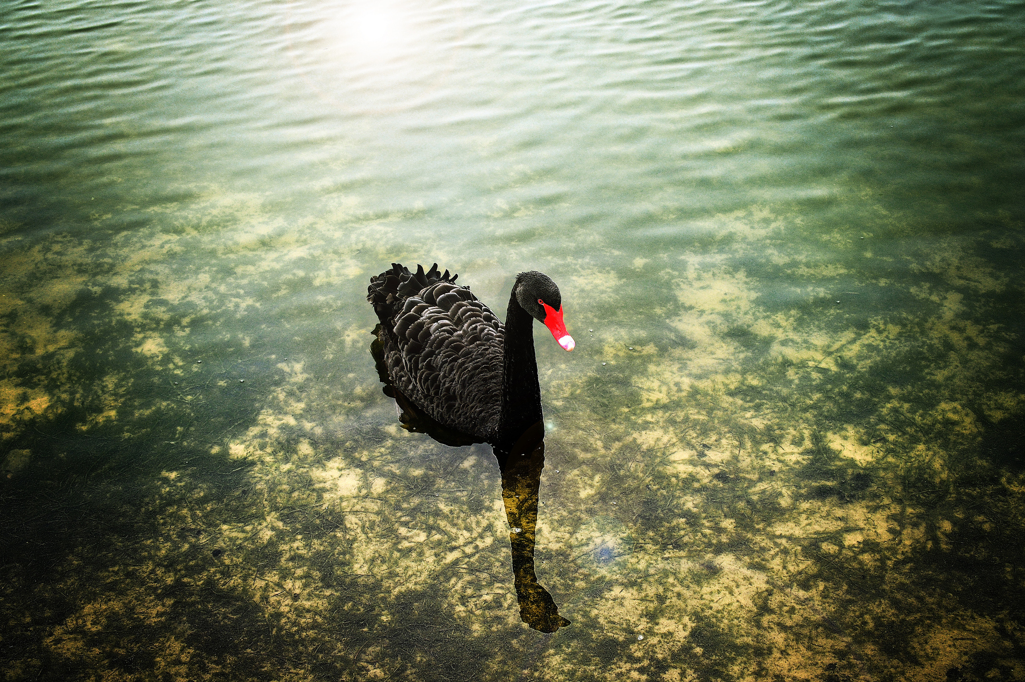 Swan, Animals, Black swan wallpapers, 2050x1370 HD Desktop