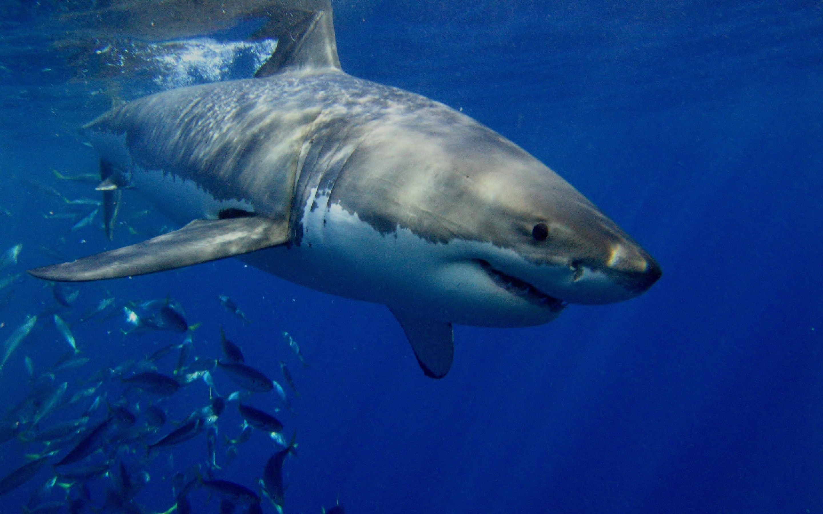 Great White Shark: Powerful jaws filled with several rows of serrated teeth. 2880x1800 HD Background.