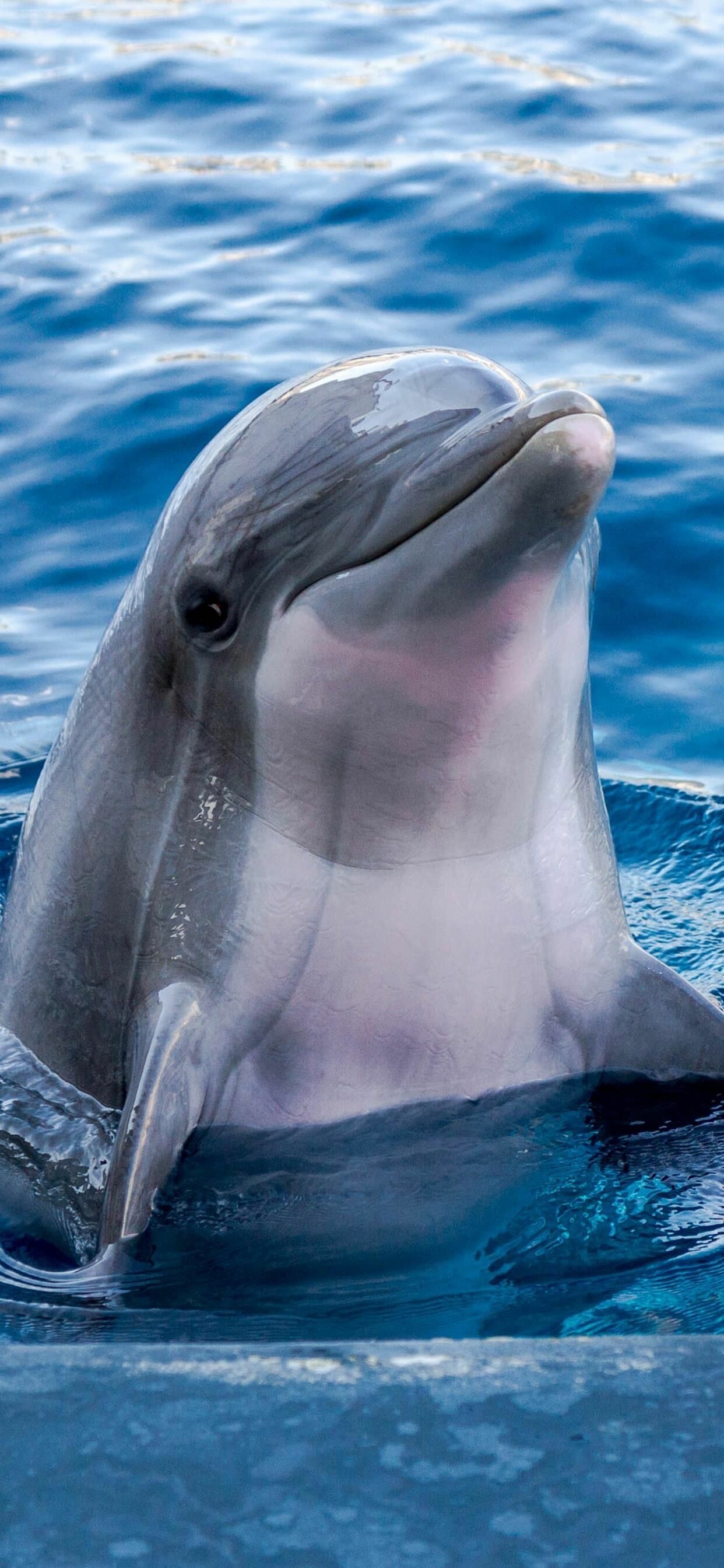 Dolphin: It has a torpedo-shaped body with a generally non-flexible neck, a limb modified into a flipper, a tail fin, and a bulbous head. 1250x2690 HD Wallpaper.
