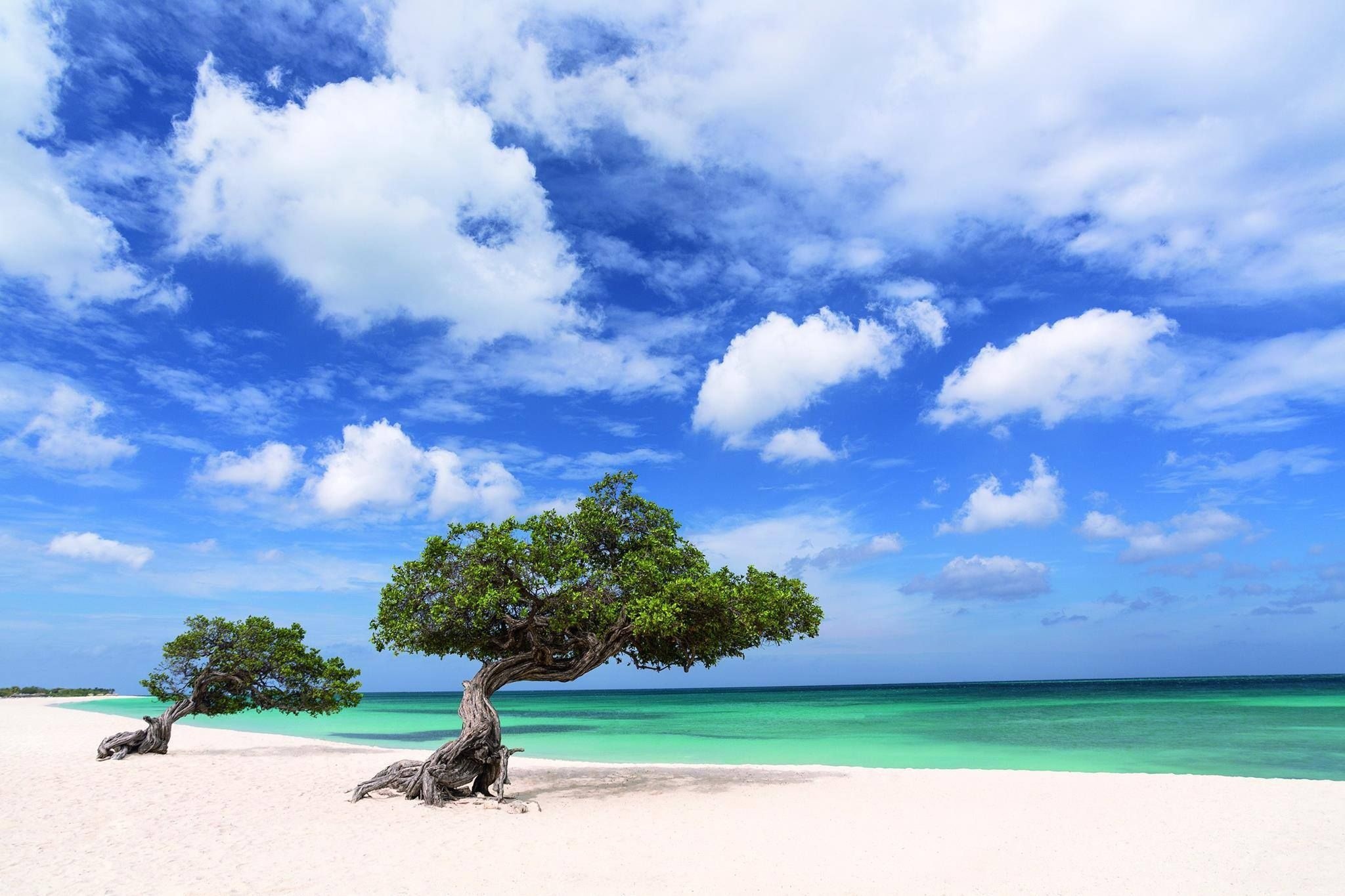 Aruba Island, Iconic divi divi trees, Sandy beaches, Paradise found, 2050x1370 HD Desktop
