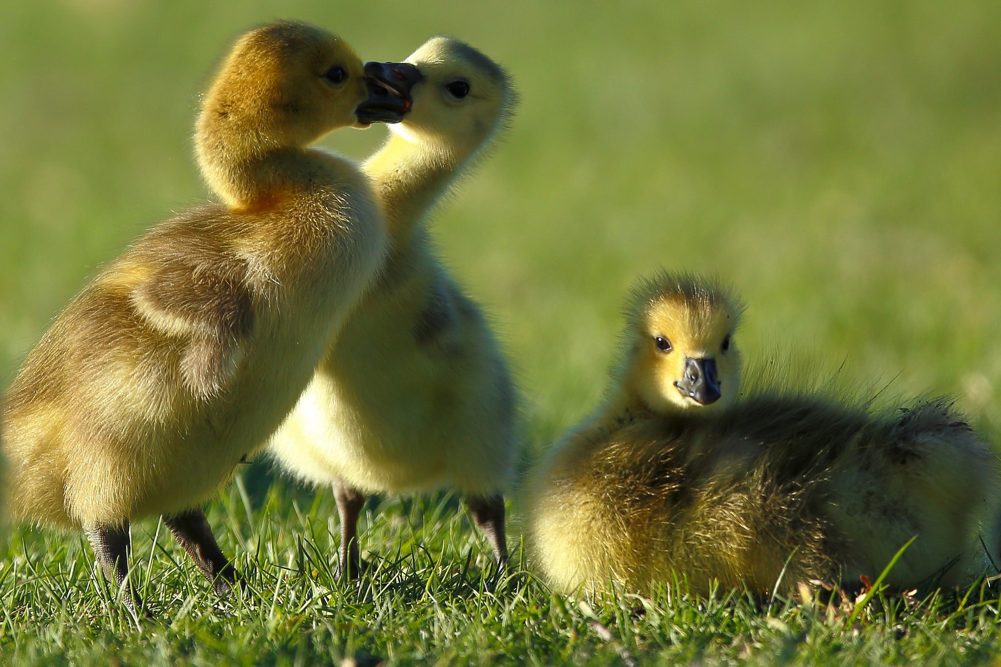 Canada Goose, Goslings, Cute baby geese, HD wallpapers, 2050x1370 HD Desktop