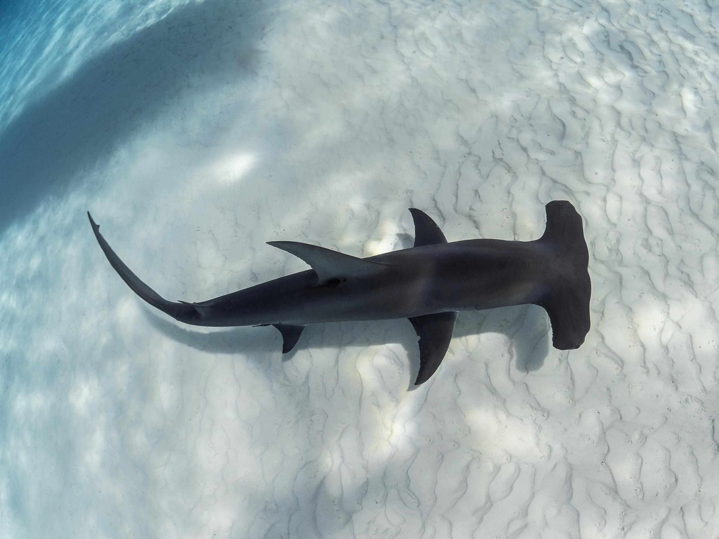 Hammerhead sharks, Circles swimmers, Pensacola's coastal encounter, Southern spectacle, 2800x2100 HD Desktop