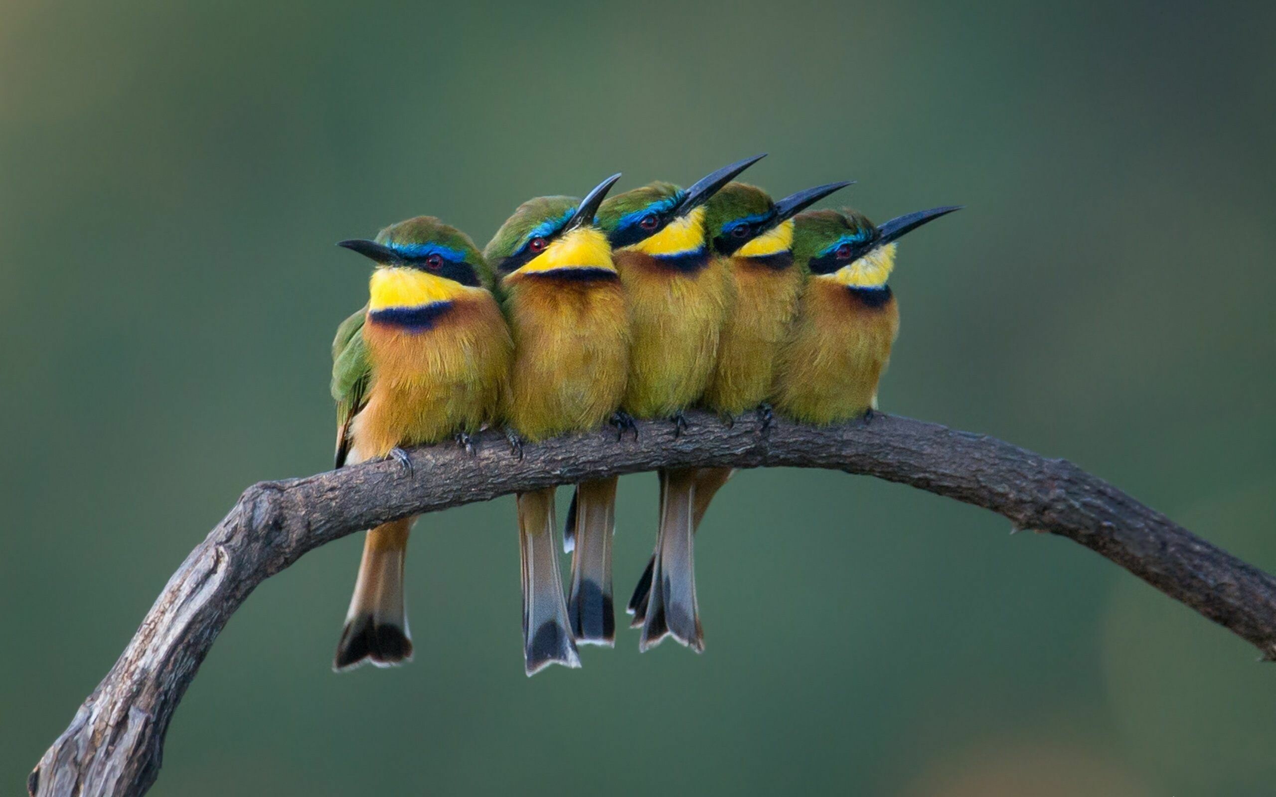 Bird: Bee Eaters, Form colonies, nesting in burrows tunnelled into vertical sandy banks. 2560x1600 HD Background.