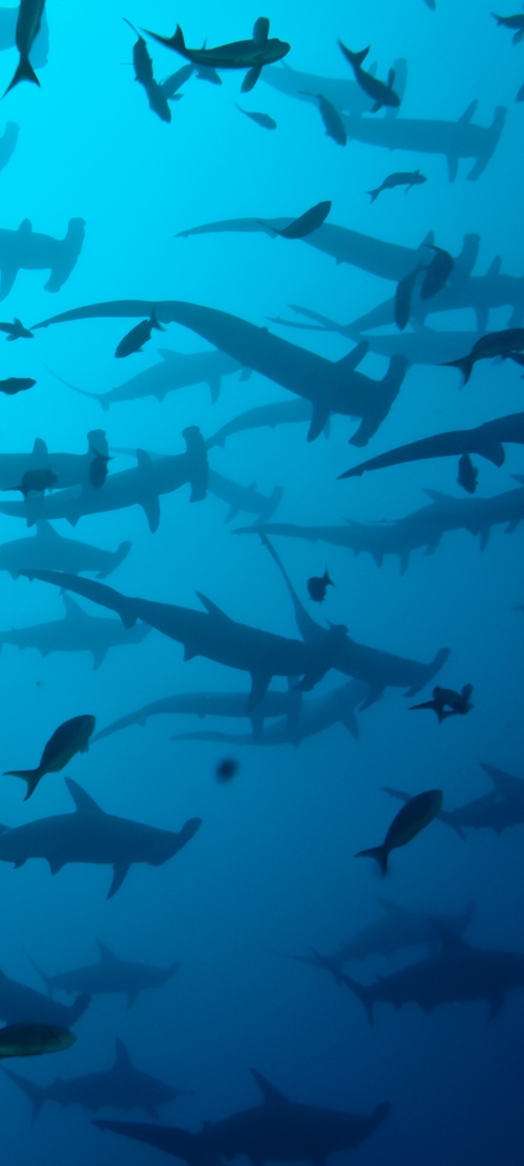 Hammerhead sharks, Cocos Island, Underwater exploration, Awe-inspiring creatures, 1080x2400 HD Phone