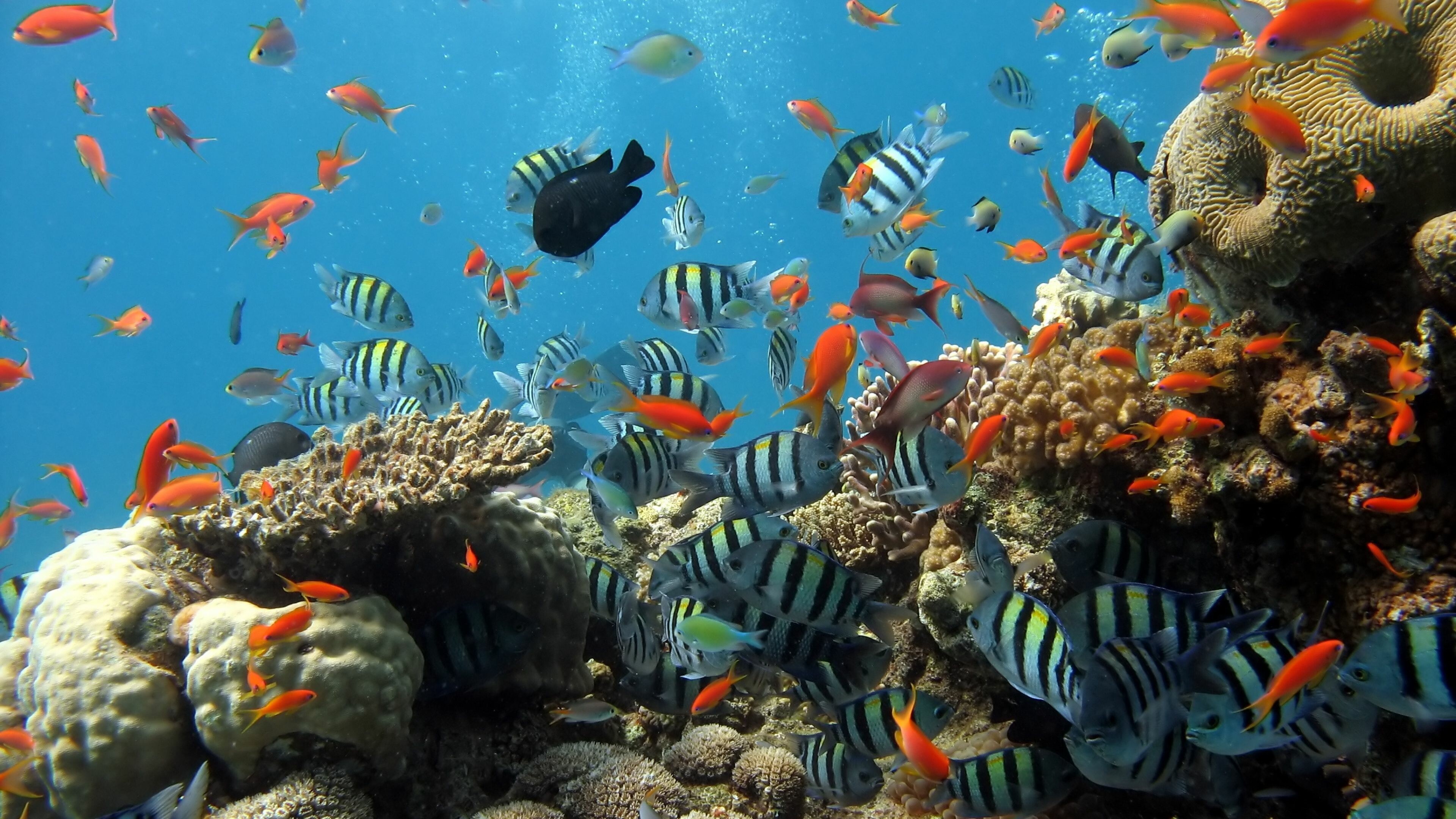 Coral Reef: They occupy less than 0.1% of the world's ocean area, about half the area of France, yet they provide a home for at least 25% of all marine species, including fish, mollusks, worms, crustaceans, echinoderms, sponges, tunicates and other cnidarians. 3840x2160 4K Background.