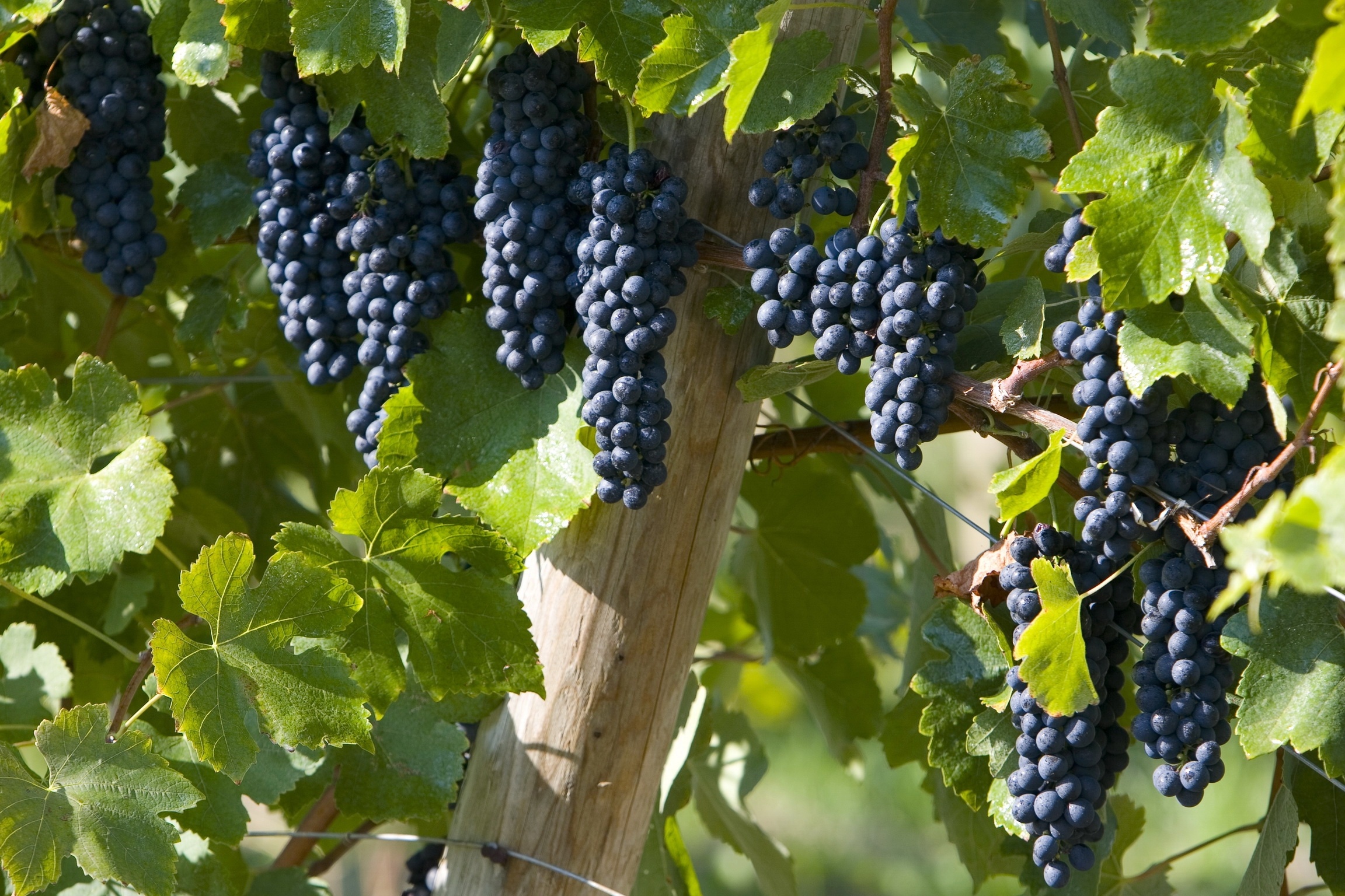 Grapes: Native to Europe and Mediterranean regions. 2310x1540 HD Background.