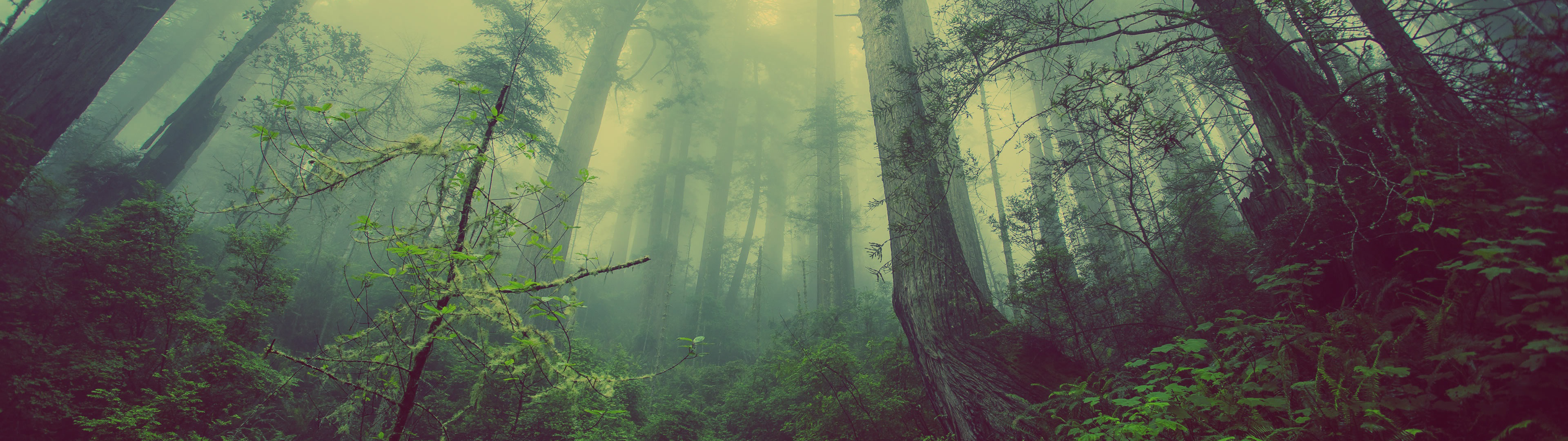 Green Forest: A tree on the side of a green hill, The view of a foggy lake near the peak of the mountain. 3840x1080 Dual Screen Background.
