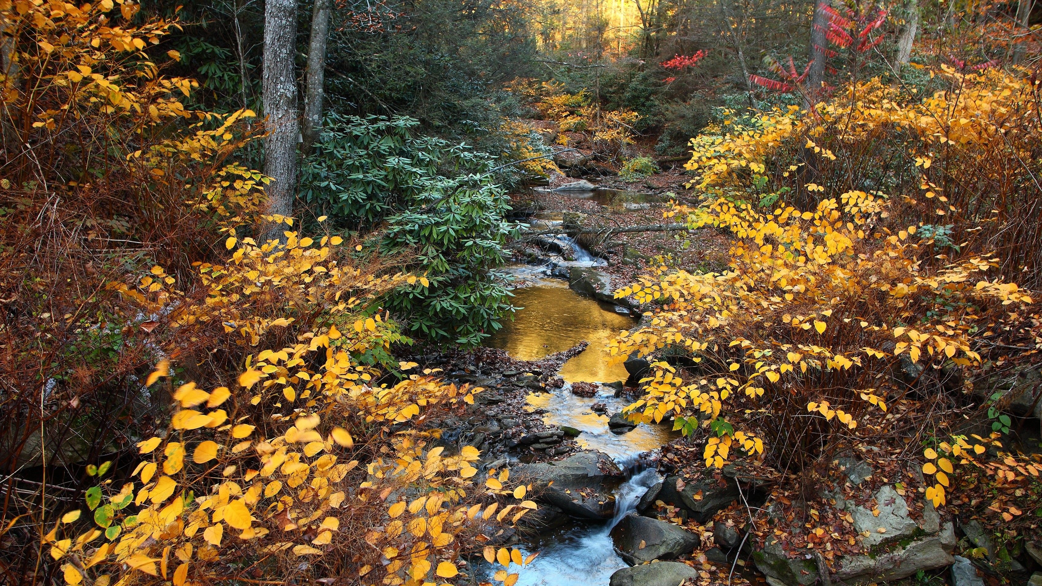 West Virginia: Bordered by Pennsylvania to the north and east, Ecoregion. 3400x1920 HD Wallpaper.