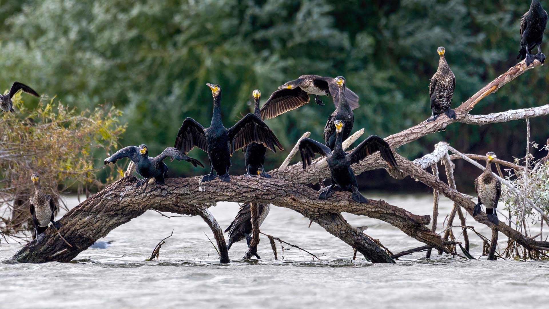Cormorant and fisheries, Environmental concerns, Avian impact, Angling challenges, 1920x1080 Full HD Desktop