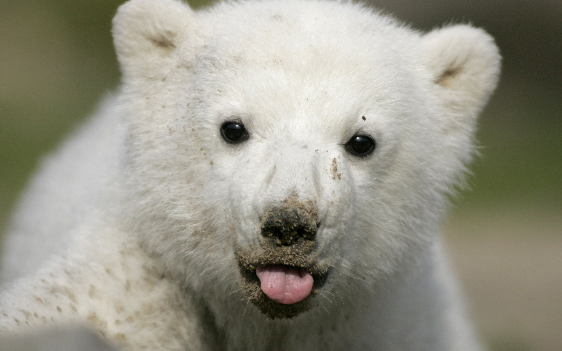 Animal wallpaper download, Arctic creatures, Cute polar cubs, Festive season, 1920x1200 HD Desktop