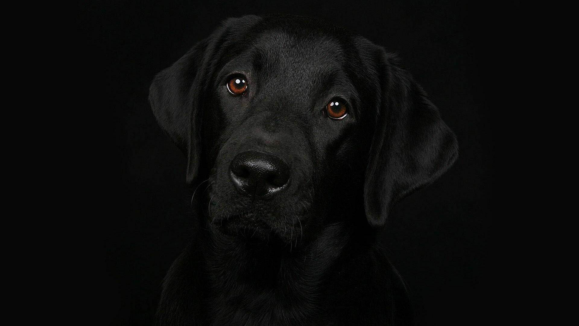 Labrador Retriever: Can be trained for rescue or therapy work. 1920x1080 Full HD Wallpaper.