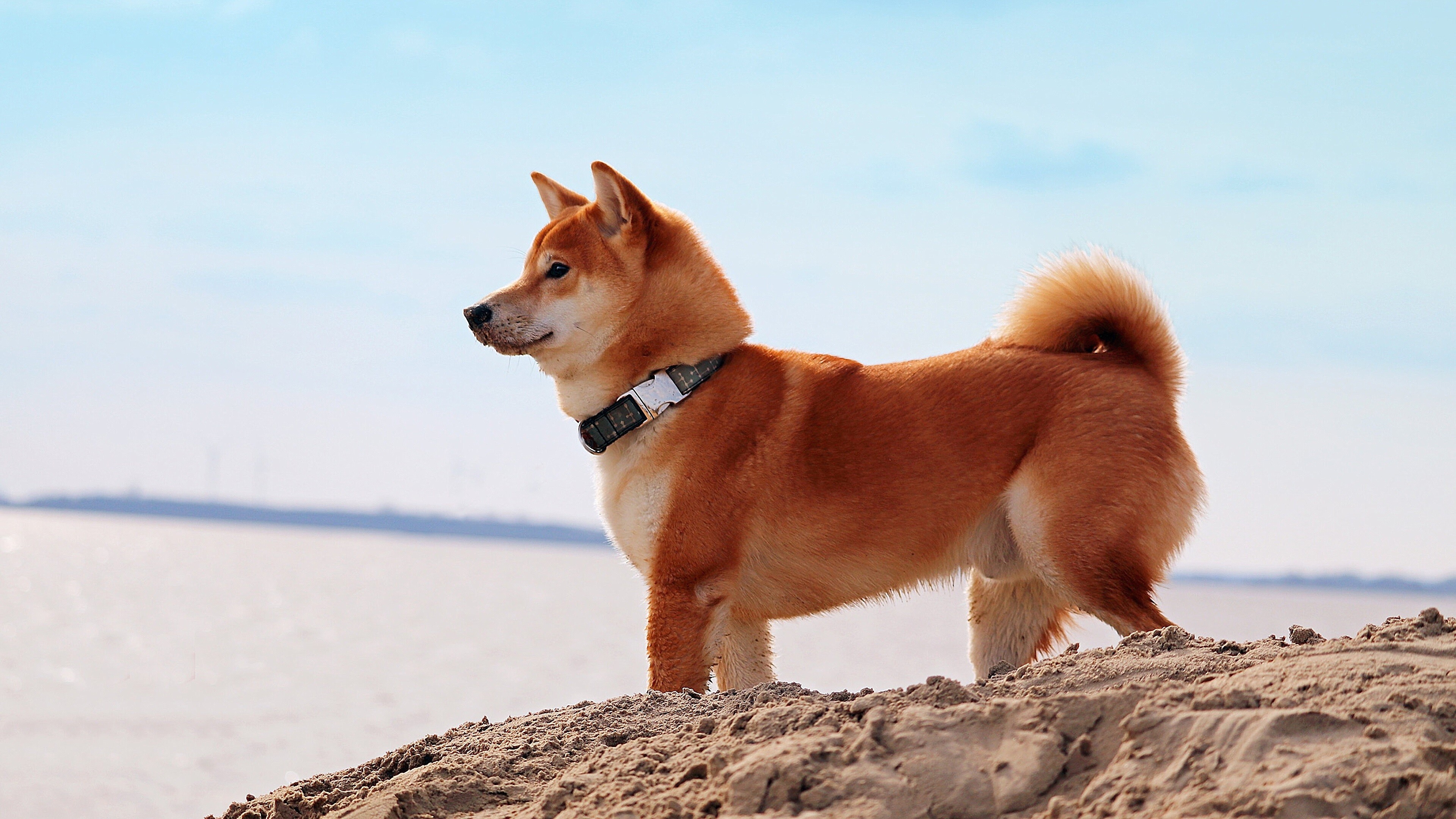 Shiba Inu: A breed of hunting dog from Japan, Terrestrial animal. 3840x2160 4K Wallpaper.