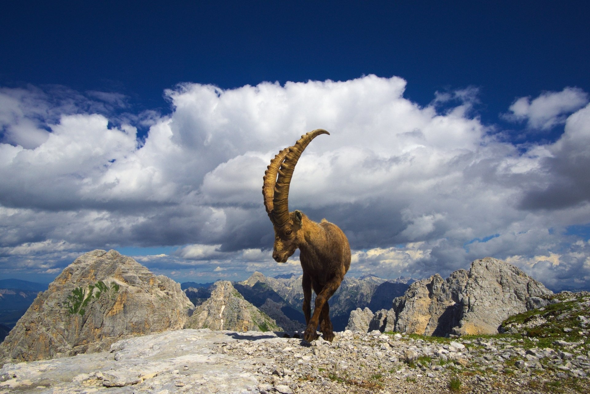 Mountain goat, Immersive backdrop, Outdoor adventure, Scenic beauty, 1920x1290 HD Desktop