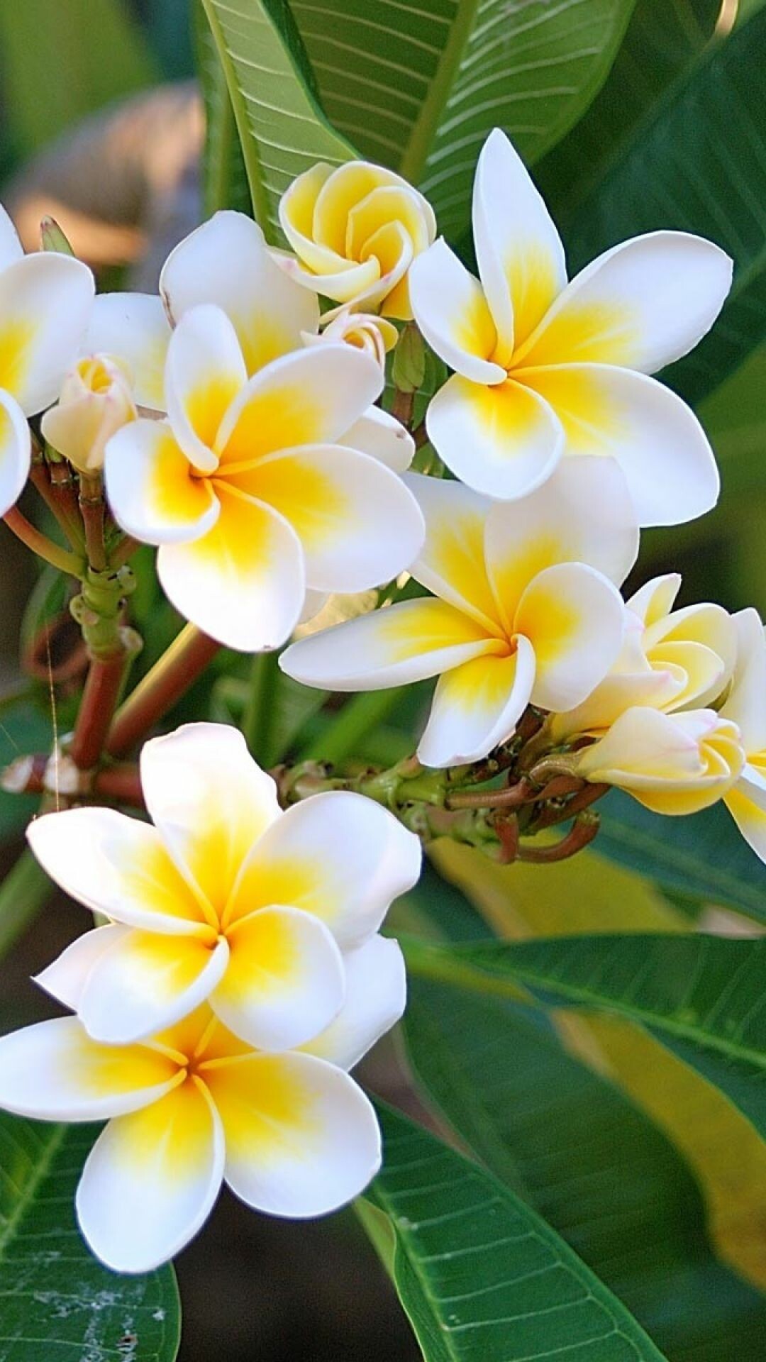 Frangipani Flower: The genus consists of numerous different small, flowering trees and shrubs, though the main thing that they all have in common is exceptionally gorgeous flowers. 1080x1920 Full HD Wallpaper.