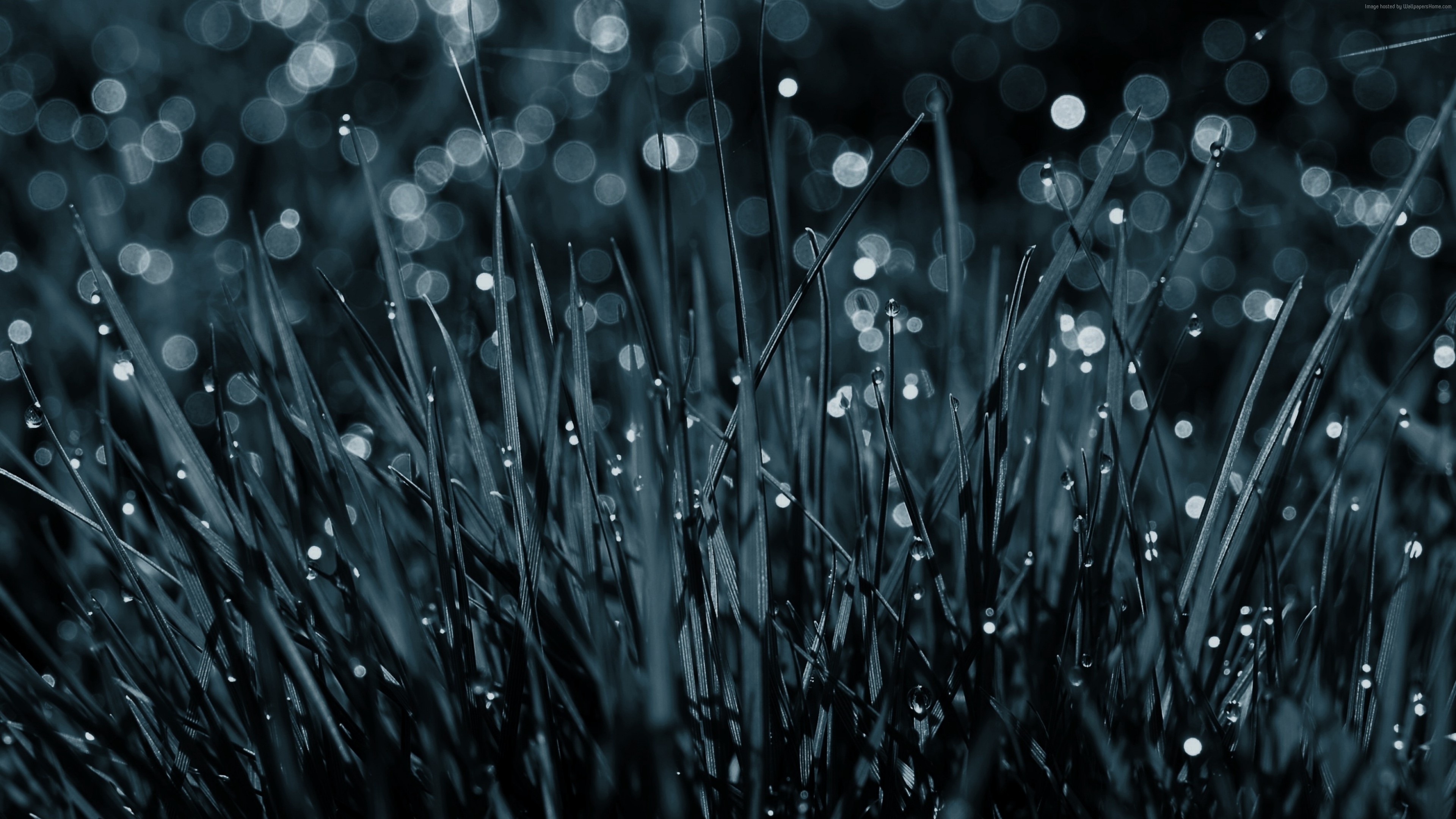 Dew drops on grass, HD nature, High-resolution wallpapers, Fresh morning, 3840x2160 4K Desktop