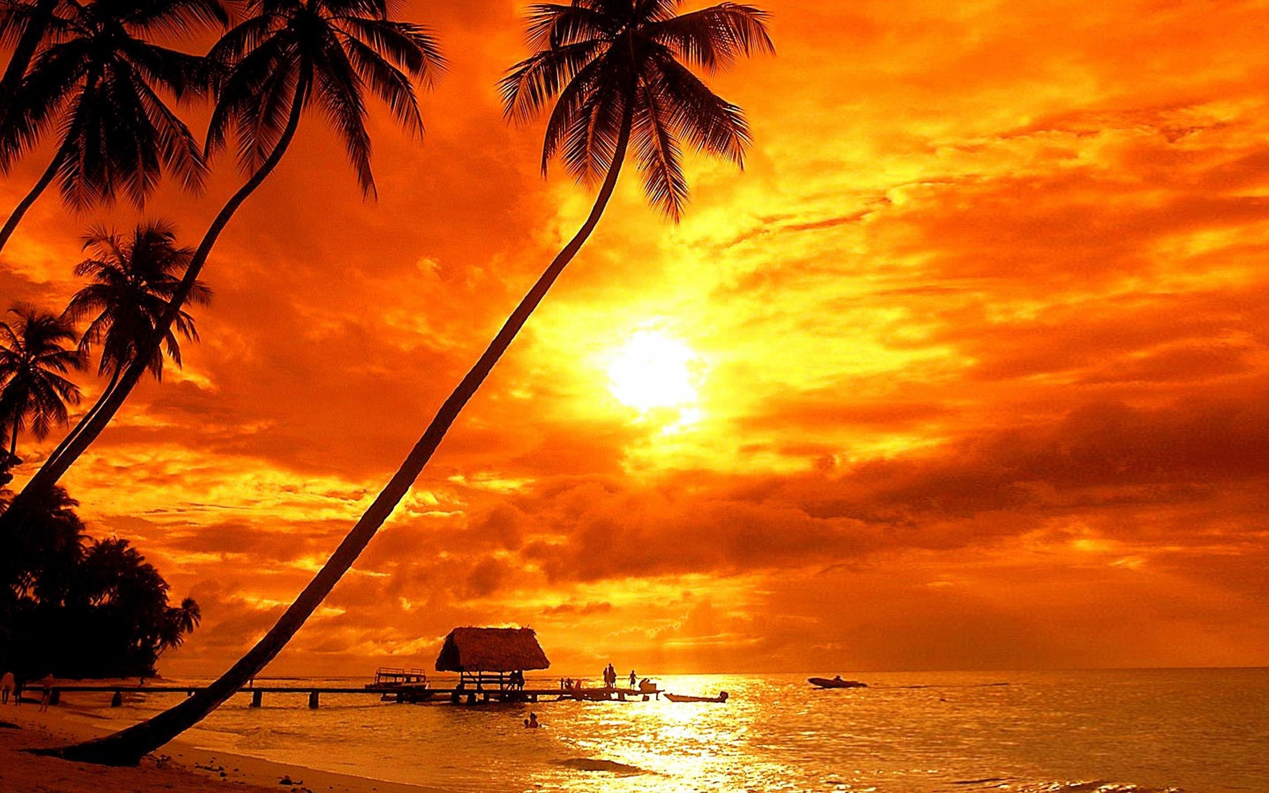 Aruba Island, Tropical sunset, Palm tree paradise, Beach bliss, 2560x1600 HD Desktop
