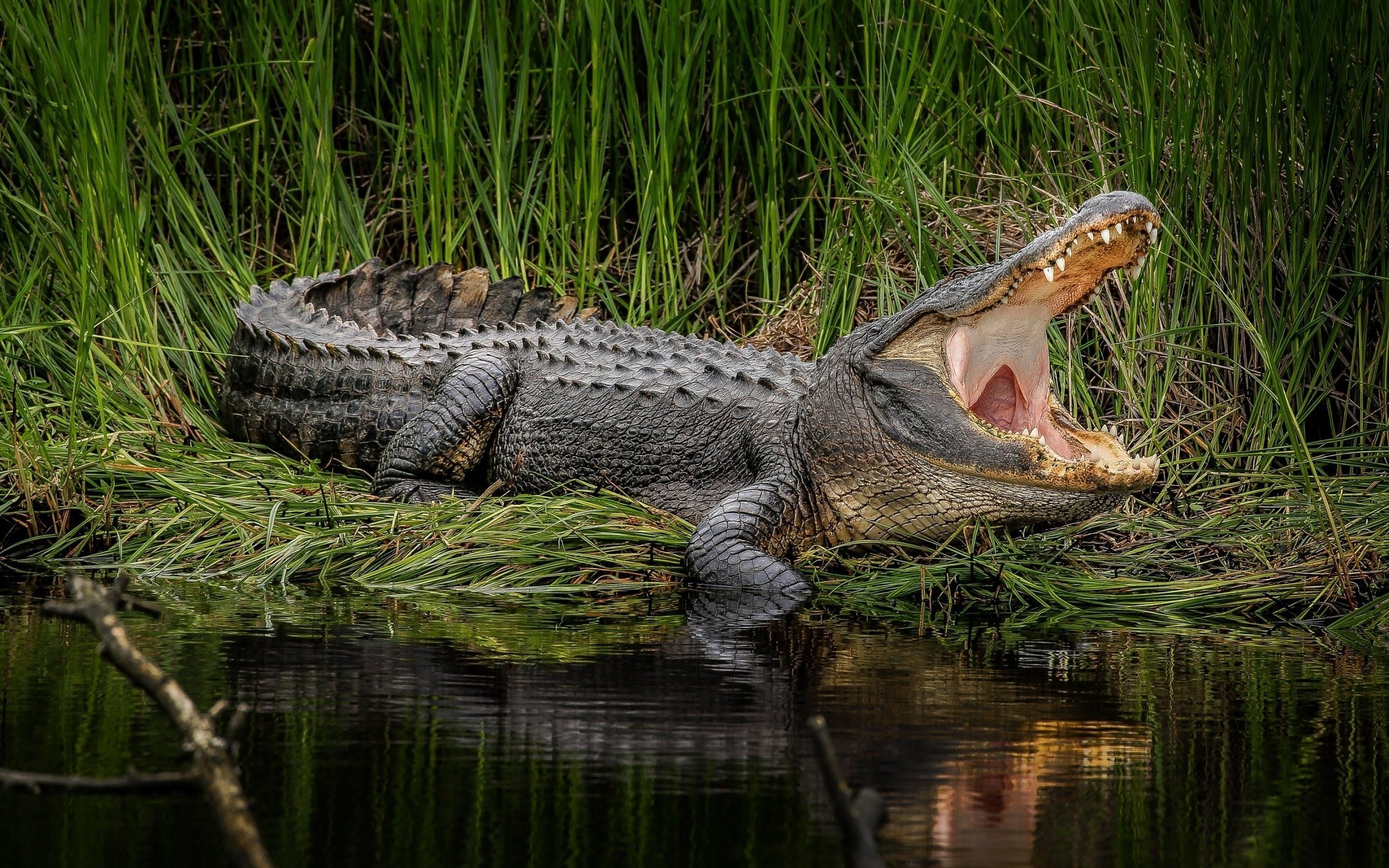 Crocodile: Alligator, Predator, Live along the edges of permanent bodies of water, such as lakes, swamps, and rivers. 2560x1600 HD Wallpaper.