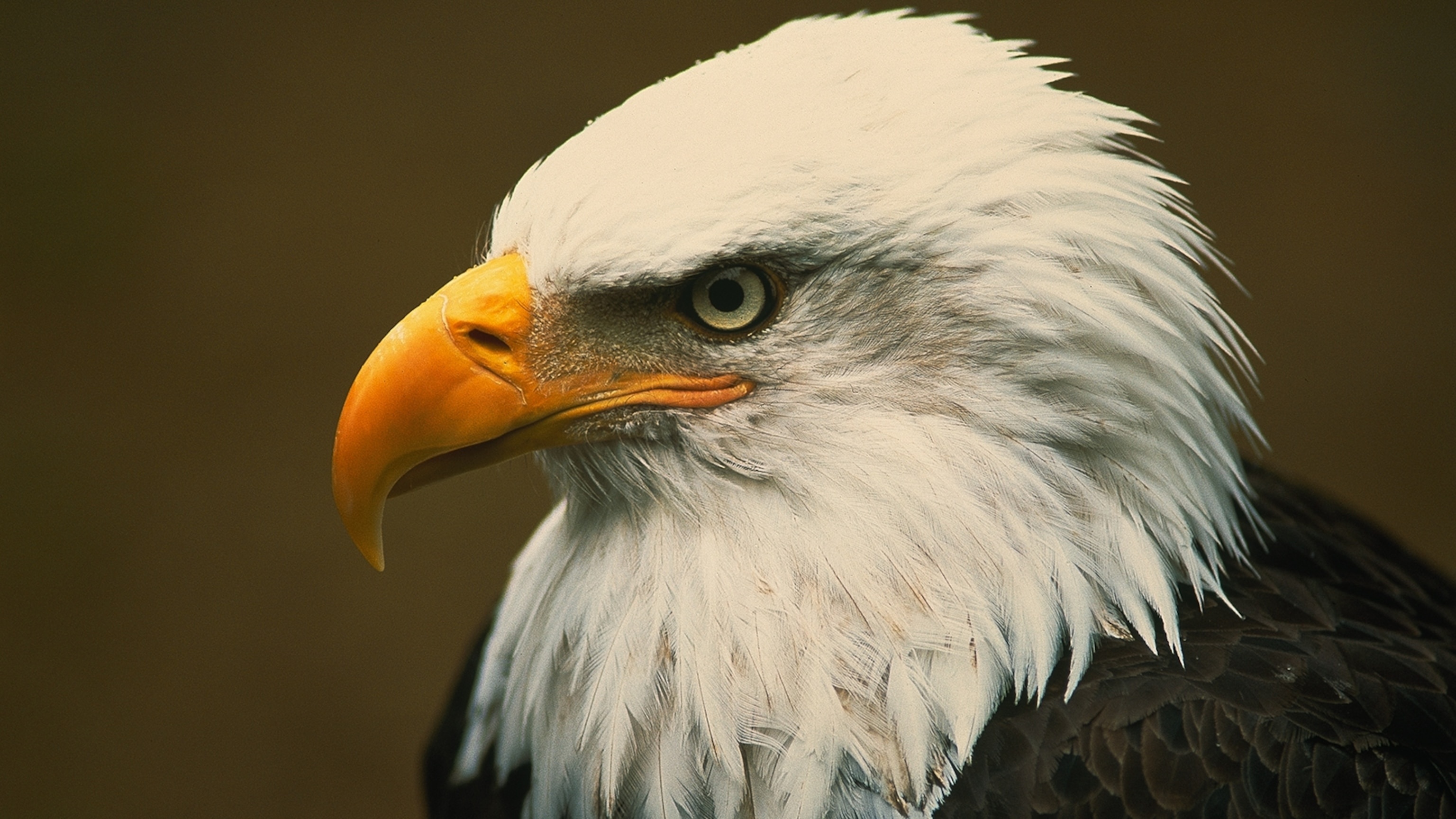 Bald eagle, Majestic predator, Wildlife, Powerful wings, 3080x1730 HD Desktop
