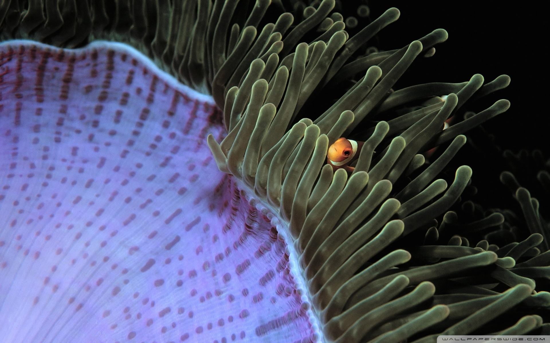 Sea Anemone, Posted by Sarah Cunningham, 1920x1200 HD Desktop