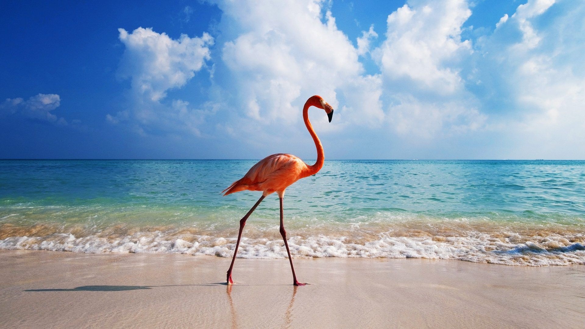 Aruba Island, Flamingo sanctuary, Majestic birds, Vibrant wildlife, 1920x1080 Full HD Desktop