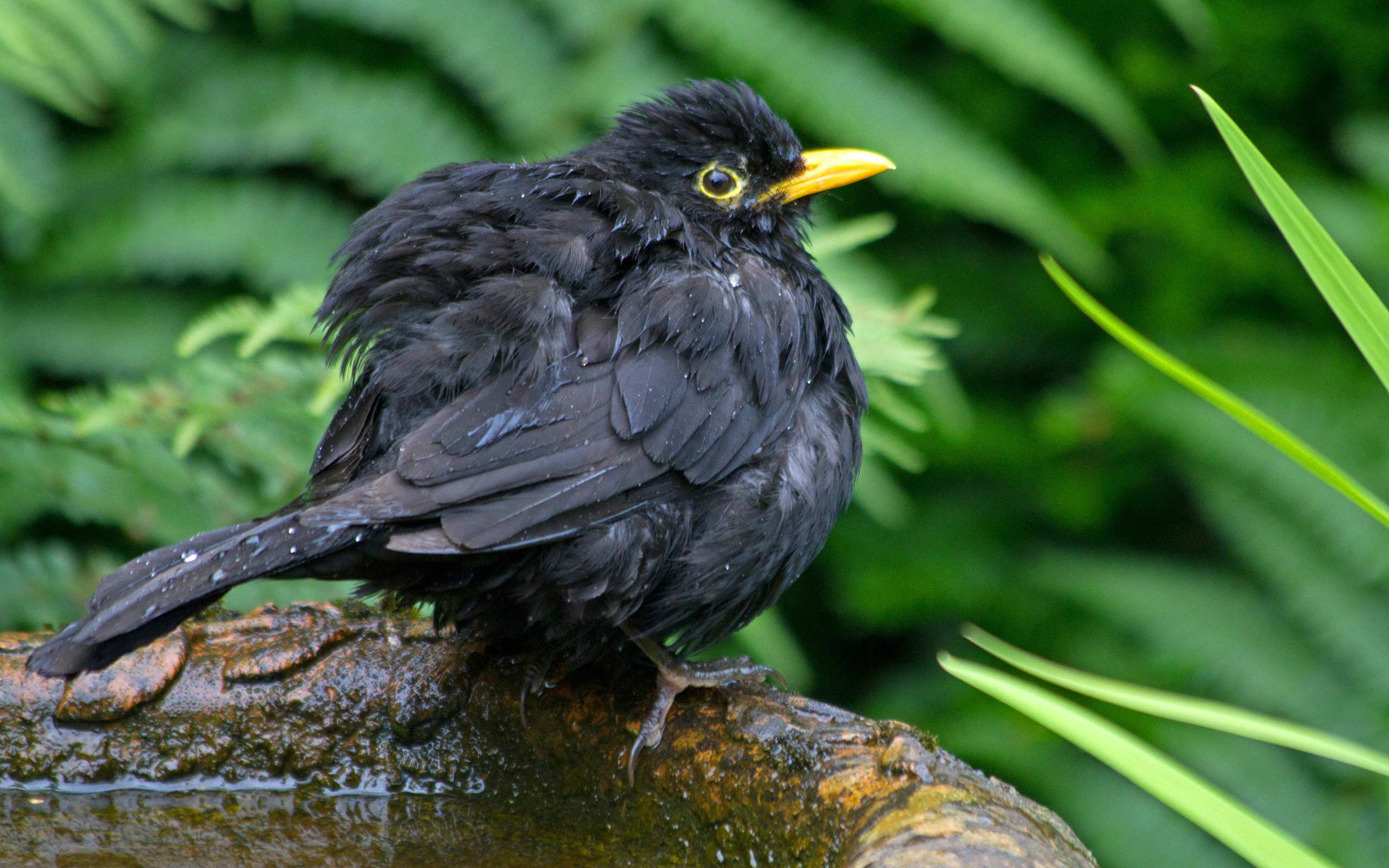 Common Blackbird, Bird enthusiast's delight, Wings spread wide, Nature's gift, 2560x1600 HD Desktop