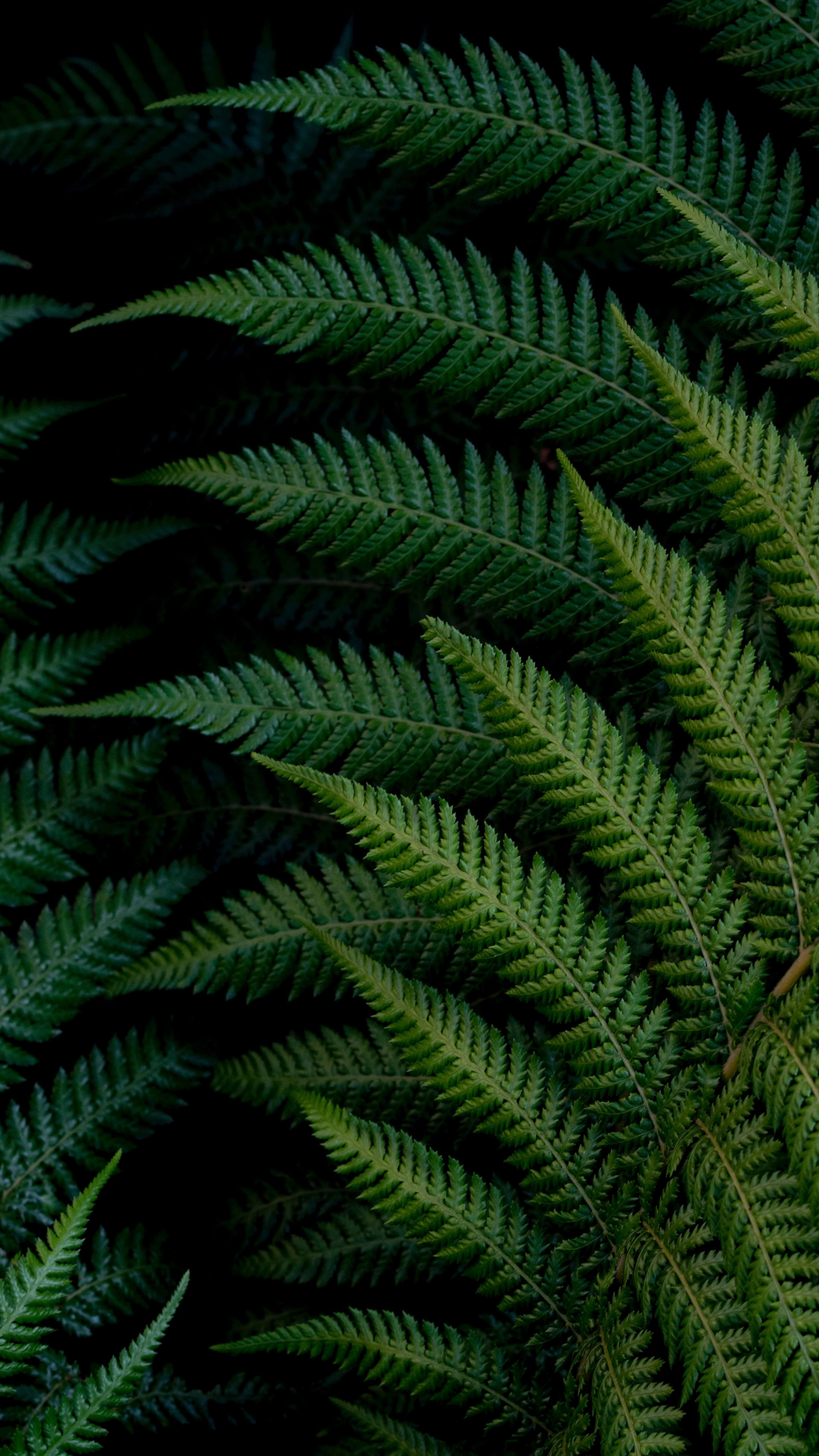 Green Leaf: Claytosmunda claytoniana, The interrupted fern, native to Eastern Asia, Eastern United States, and Eastern Canada. 2160x3840 4K Background.