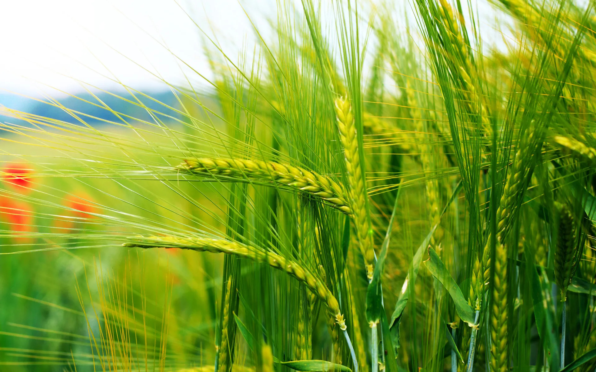 Farm: Wheat heads, Farming, Kenya. 1920x1200 HD Background.