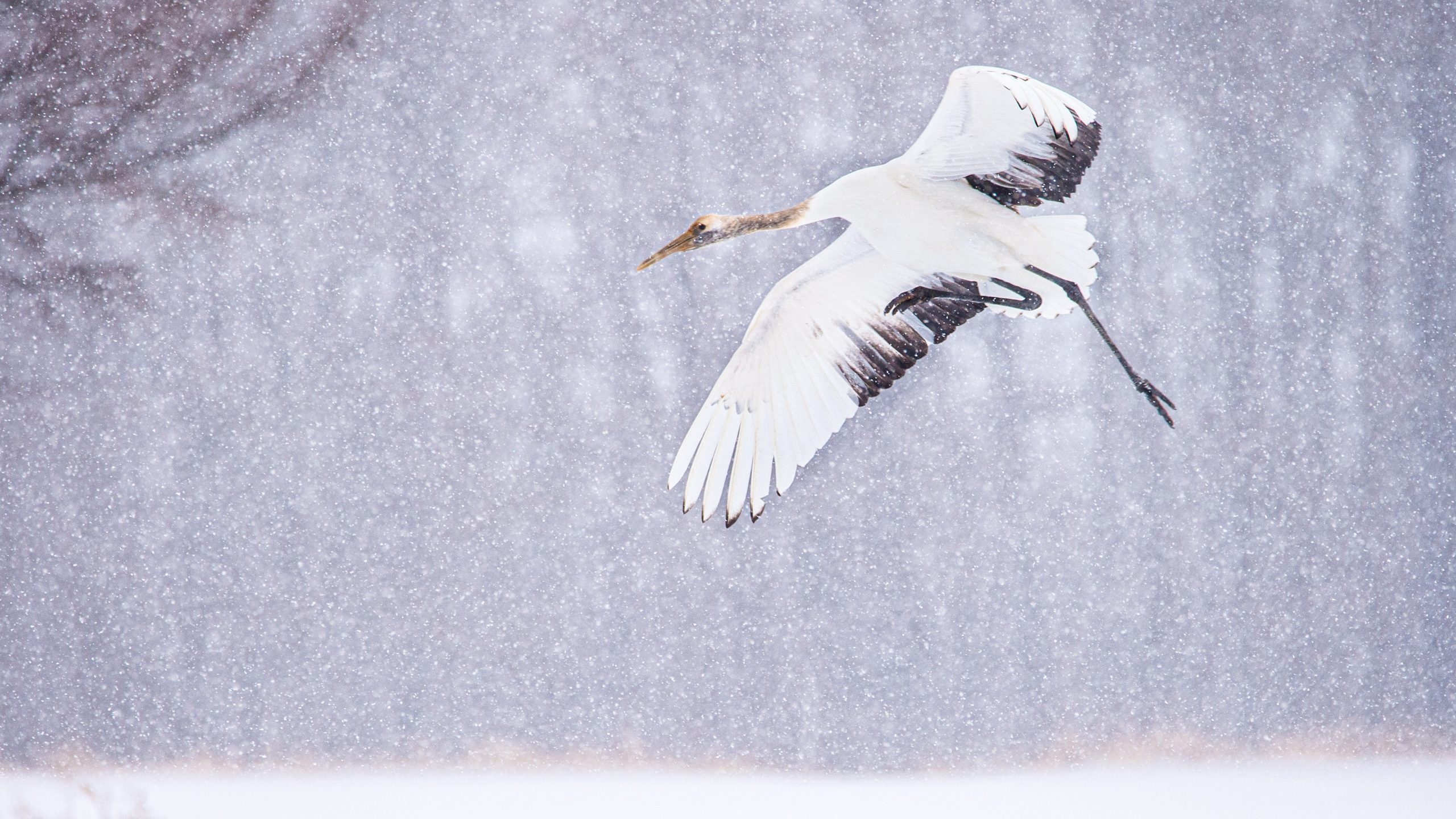 Juvenile crane, HD wallpaper, High definition image, Bird wallpapers, 2560x1440 HD Desktop