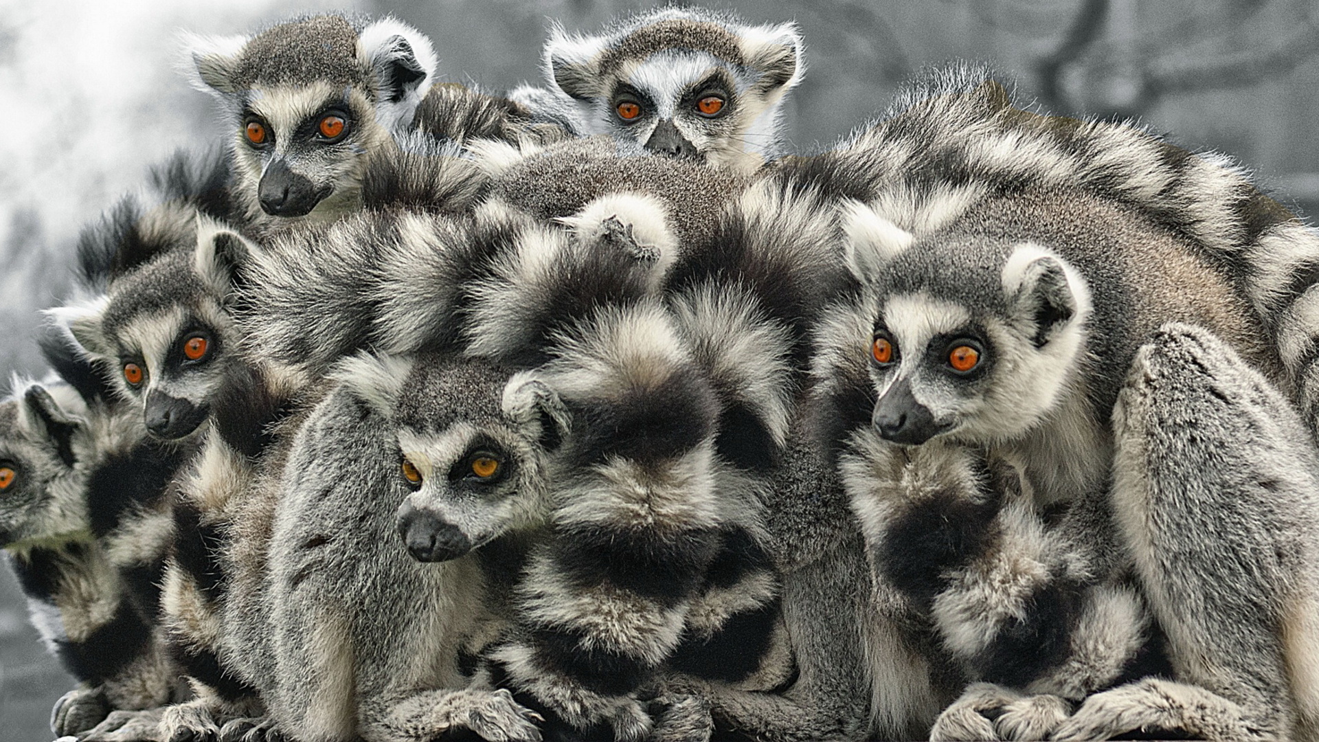Lemur HD wallpapers, Animal backgrounds, Cute primates, Nature, 1920x1080 Full HD Desktop