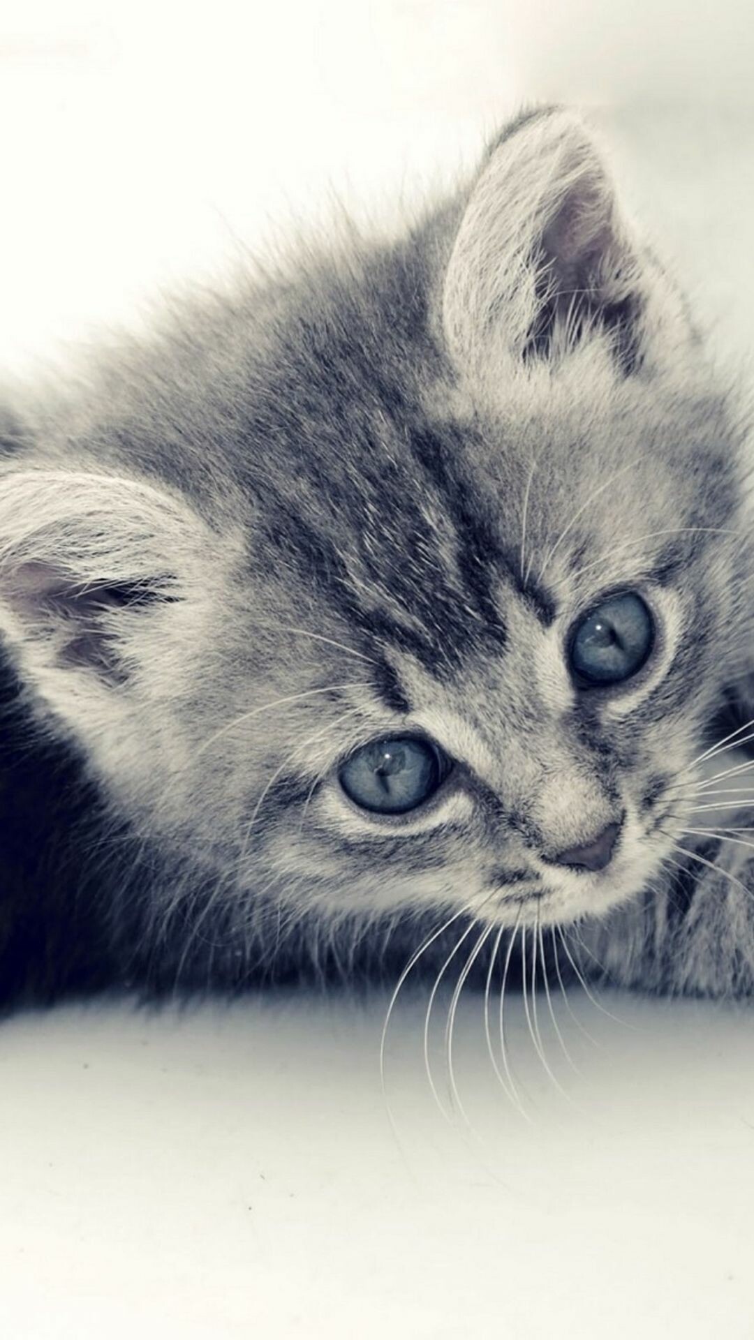 Kitten: Felidae, Have a strong flexible body, quick reflexes, sharp teeth. 1080x1920 Full HD Background.