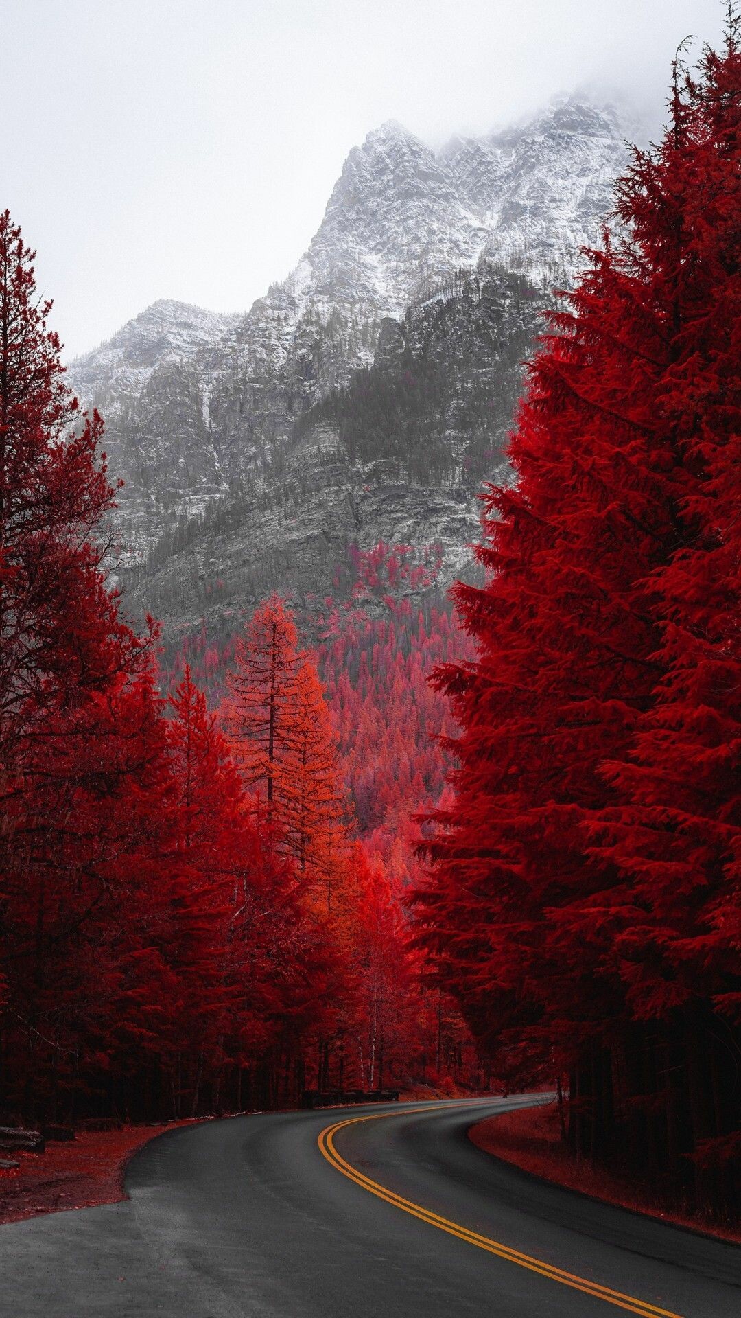 Pine trees, Majestic splendor, Nature's art, Zoey Thompson's vision, 1080x1920 Full HD Phone
