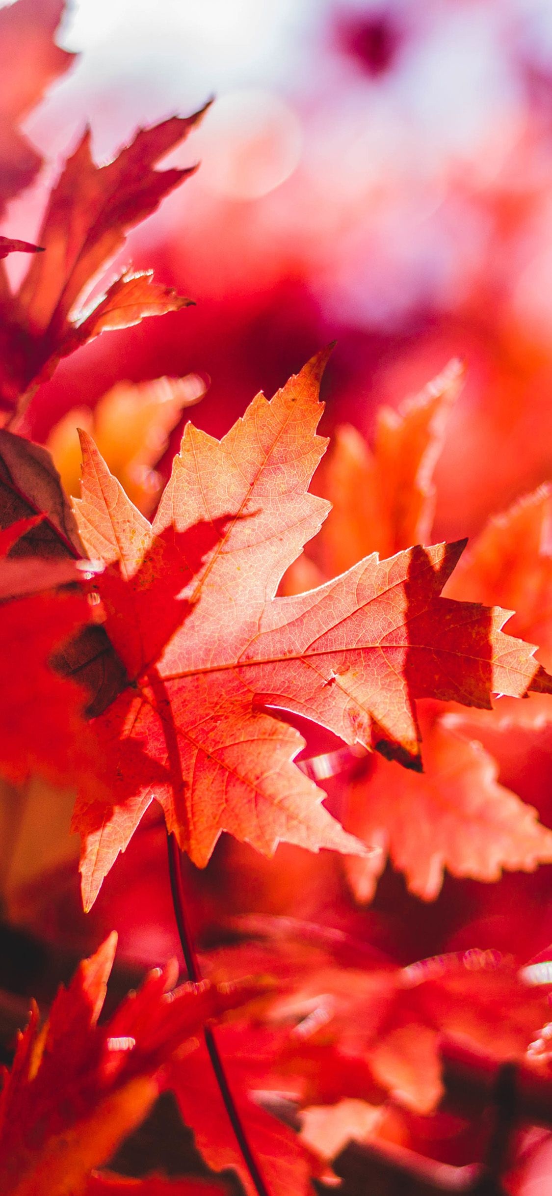 Maple leaves, Falling foliage, Natural beauty, Colourful tapestry, 1130x2440 HD Handy