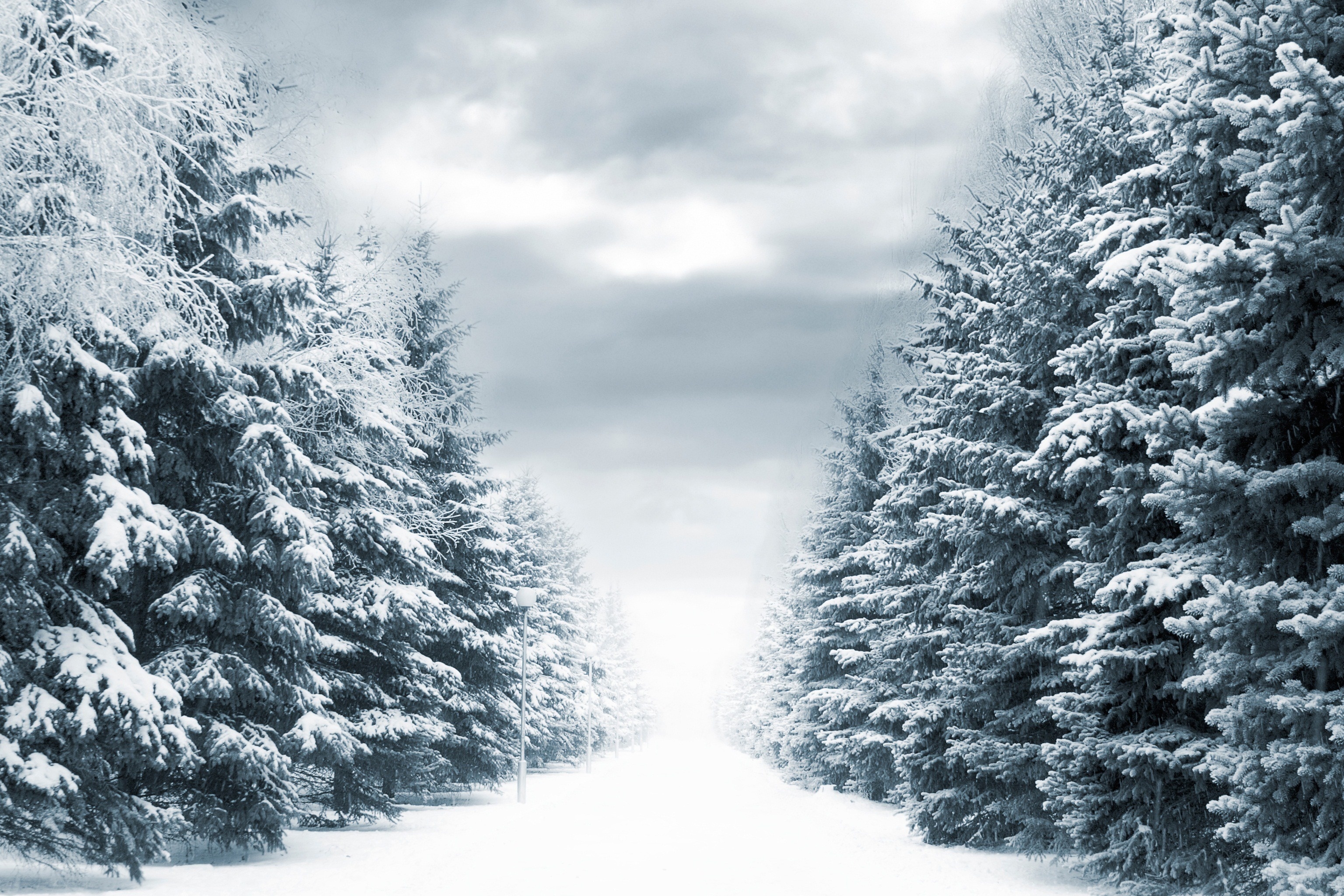 Winter wonderland, Snow-covered forest, Serene spruce trees, Cozy atmosphere, 3080x2050 HD Desktop