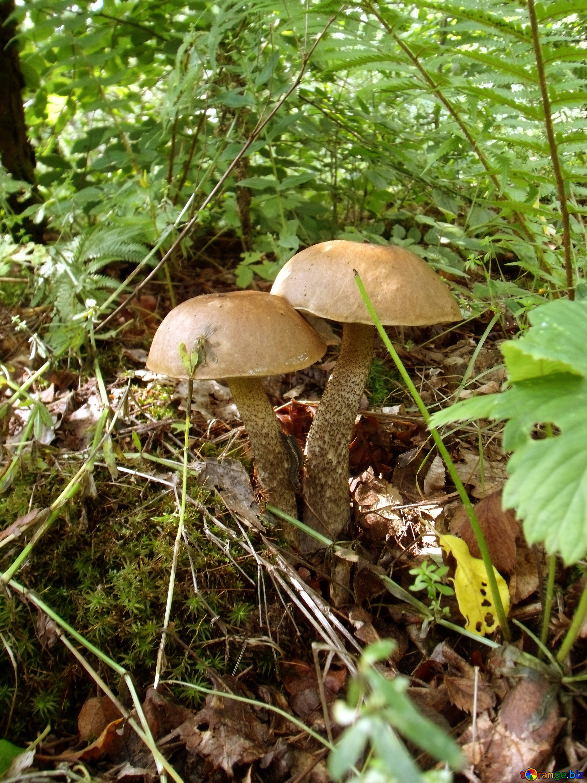 Scaber stalk mushrooms, boletus image, 1920x2560 HD Phone