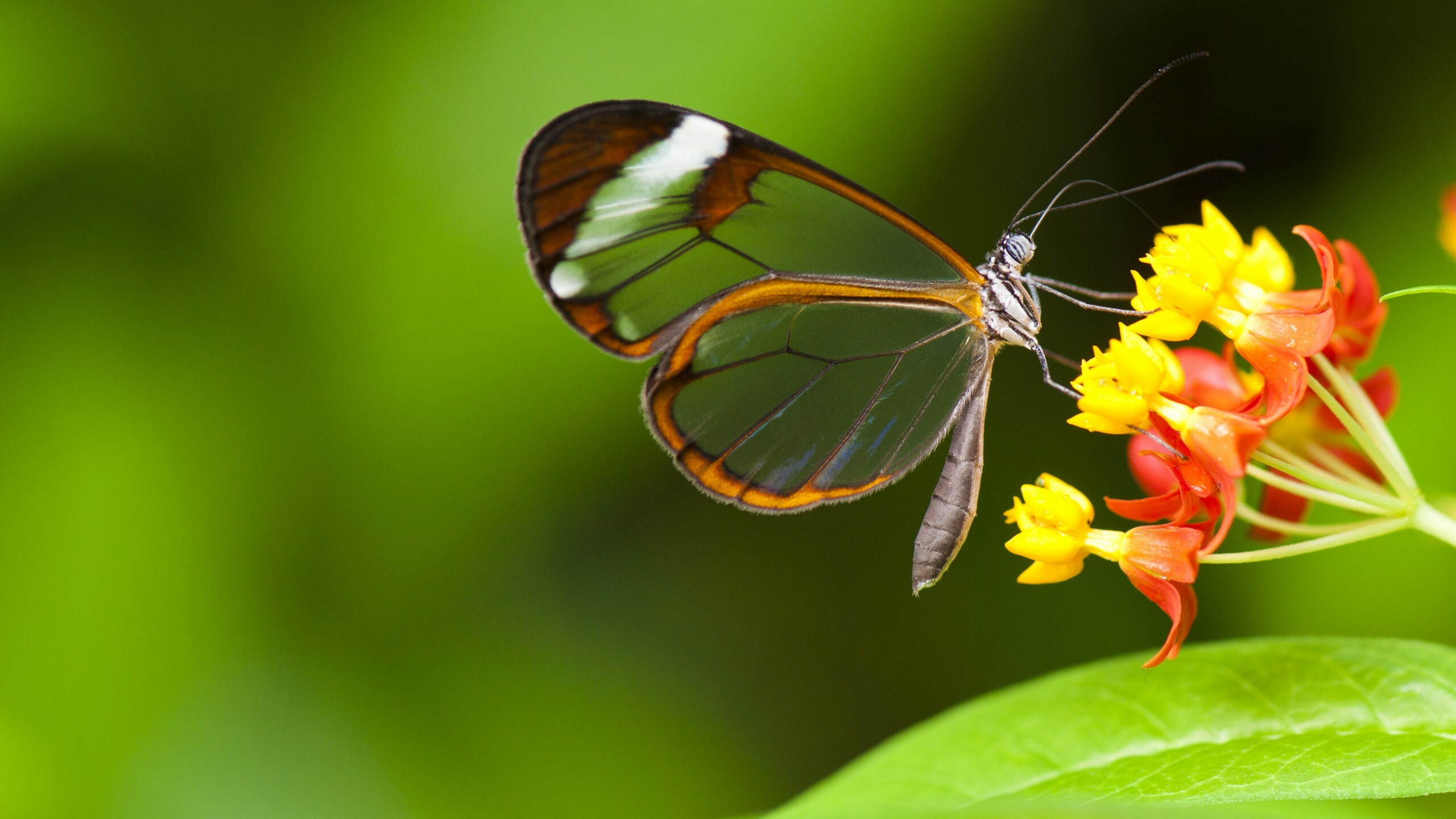 Butterfly wallpaper, Green glass nature, Colorful insects, Flower garden, 2560x1440 HD Desktop
