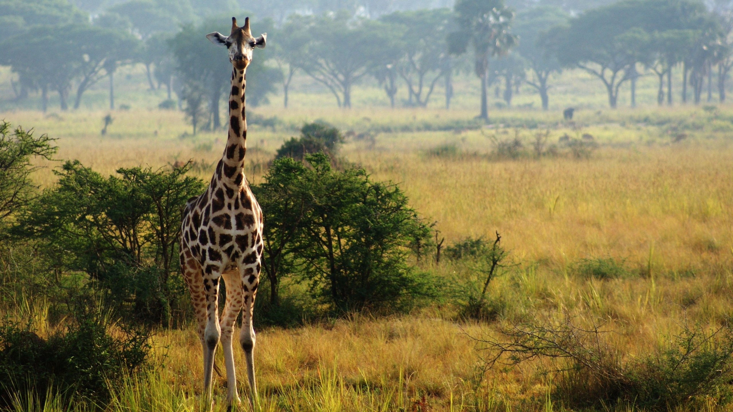 Uganda travels, Nature, Widescreen wallpapers, Breathtaking, 2560x1440 HD Desktop