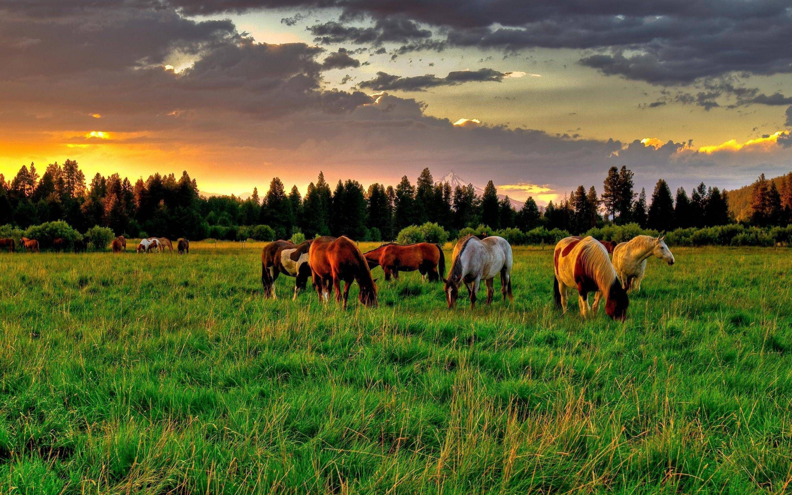 Farm animals, Phone wallpapers, Desktop backgrounds, Animal pictures, 2560x1600 HD Desktop