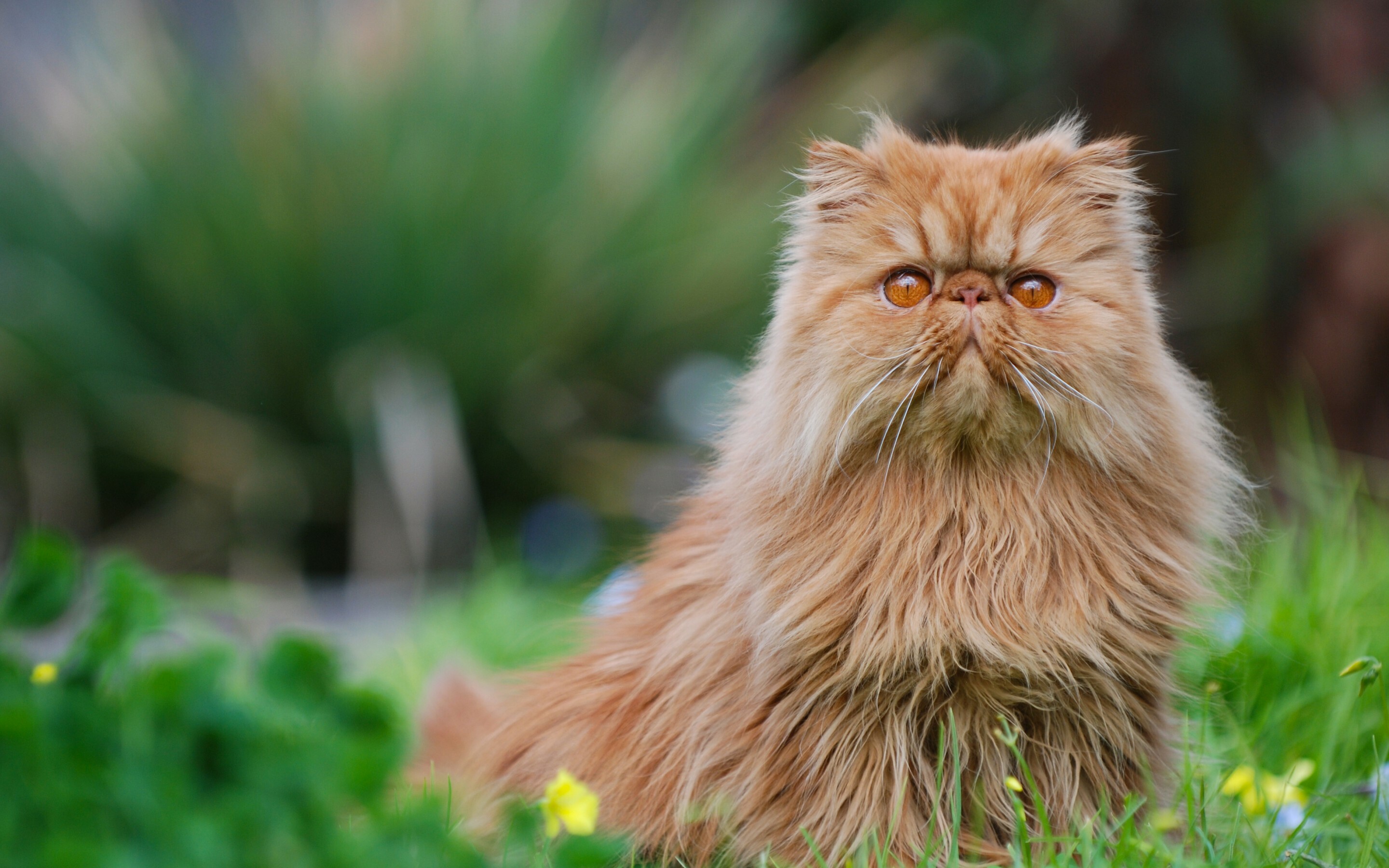 Persian Cat: The fourth-most popular breed in the world according to the Cat Fanciers' Association, an American non-profit registry. 2880x1800 HD Wallpaper.