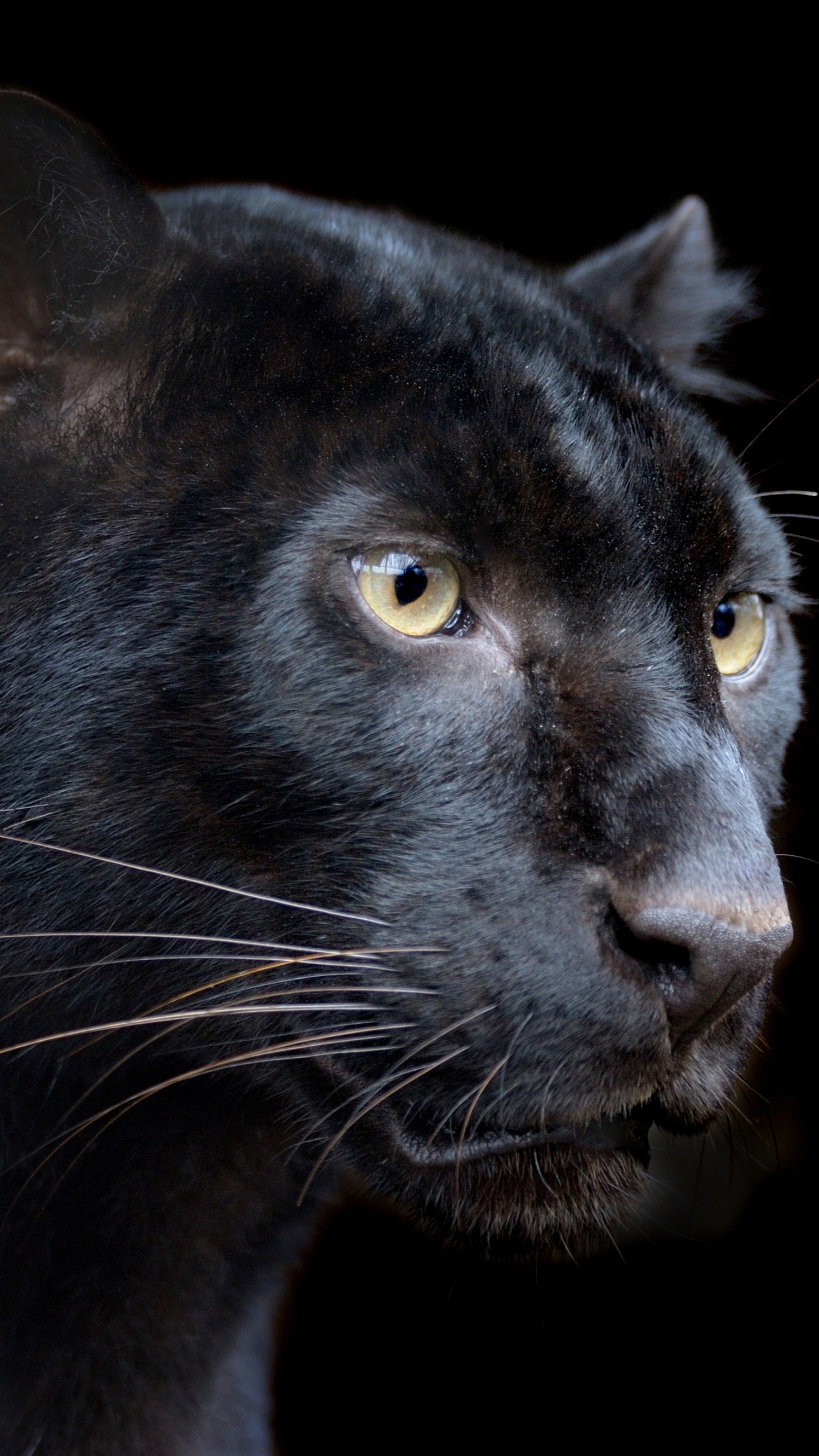 Black Panther (Animal): Large felines which come from the big cat family. 2160x3840 4K Wallpaper.
