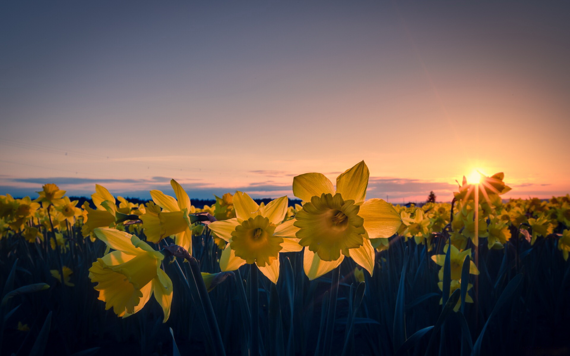 Daffodil: Although the family Amaryllidaceae are predominantly tropical or subtropical as a whole, Narcissus occurs primarily in Mediterranean region, with a centre of diversity in the Iberian Peninsula. 1920x1200 HD Wallpaper.