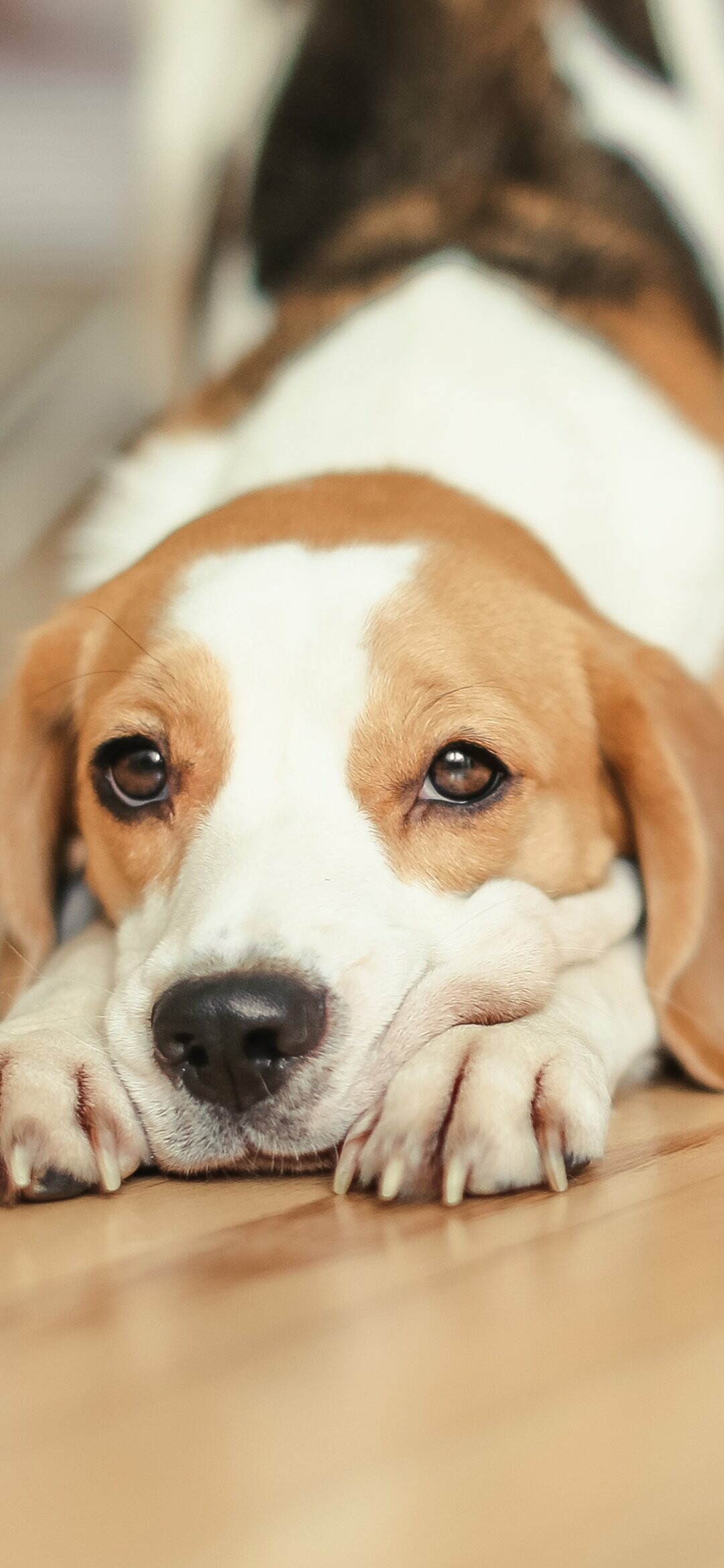 Beagle: Animal, Ranked 72nd in Stanley Coren's The Intelligence of Dogs. 1080x2340 HD Wallpaper.