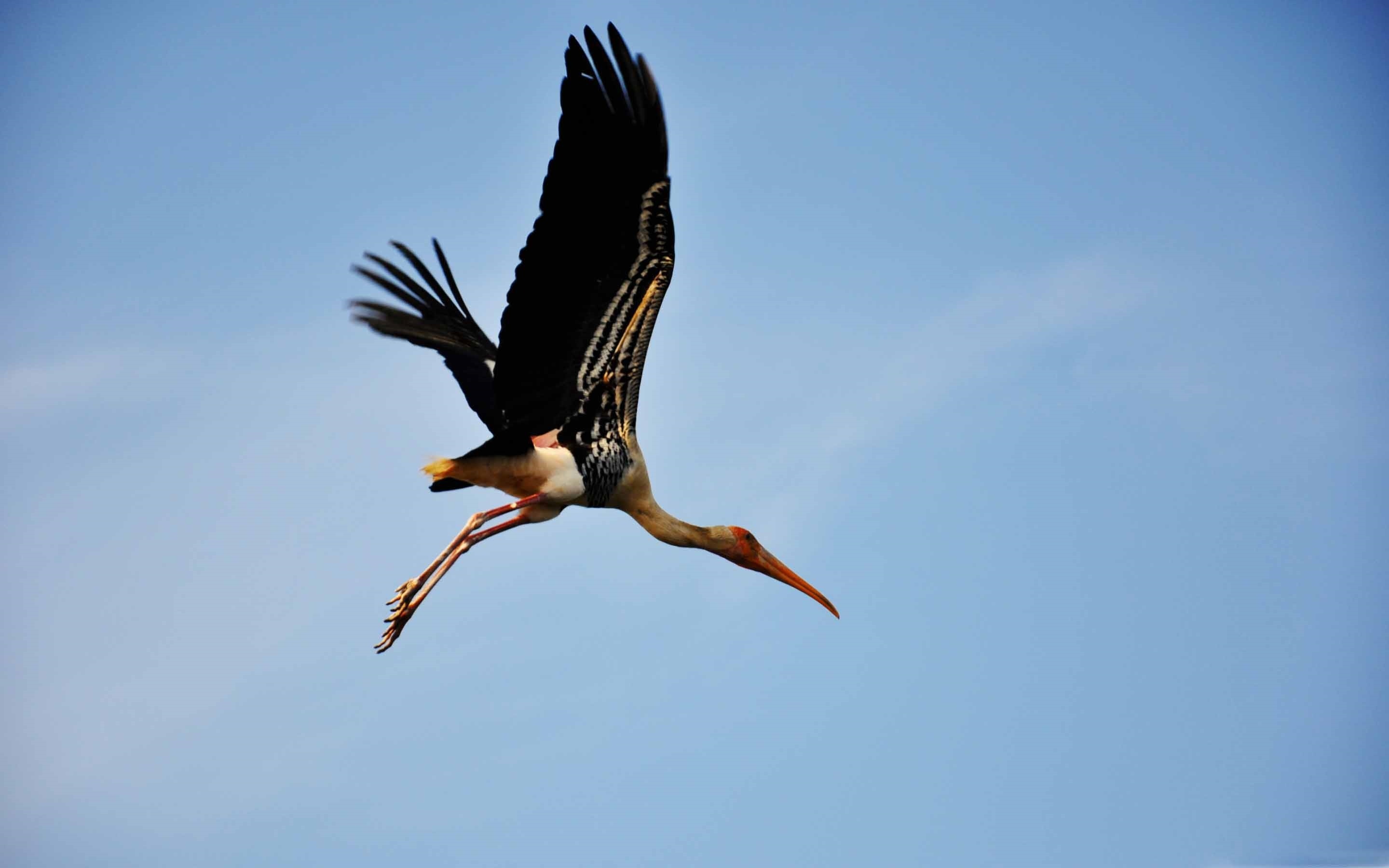 Painted stork, Majestic bird, MacBook Air wallpaper, Exquisite plumage, 2880x1800 HD Desktop