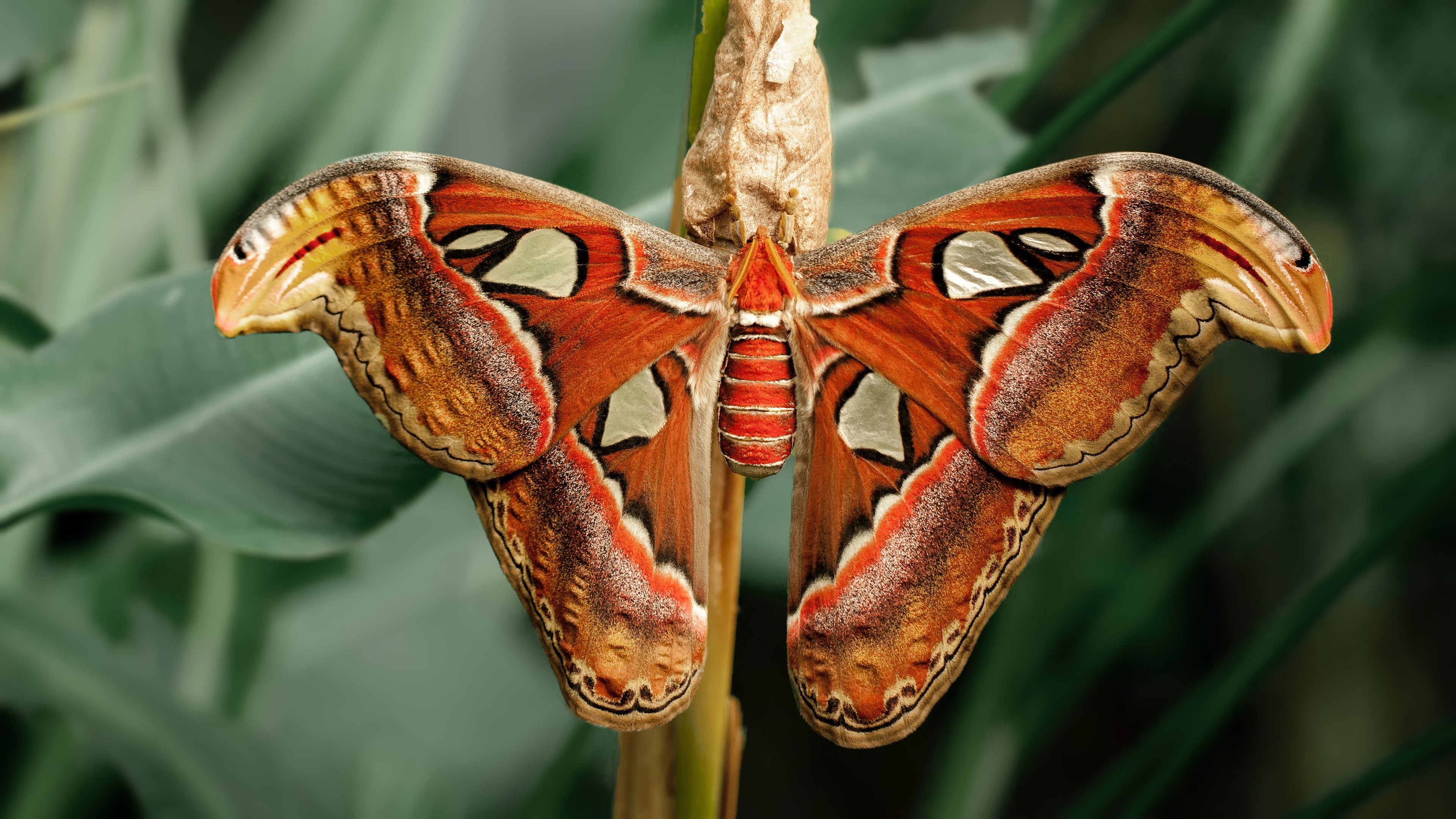 Moth in 4K, Captivating details, Ultra HD quality, Perfect for screens, 3840x2160 4K Desktop
