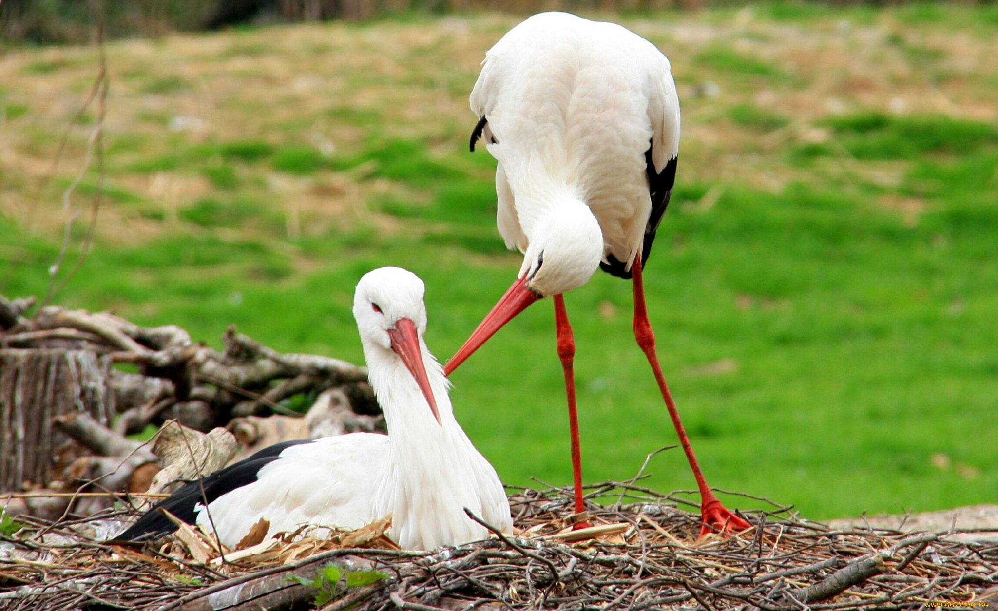 White stork, Serene bird, High-definition beauty, Breathtaking scene, 2050x1260 HD Desktop