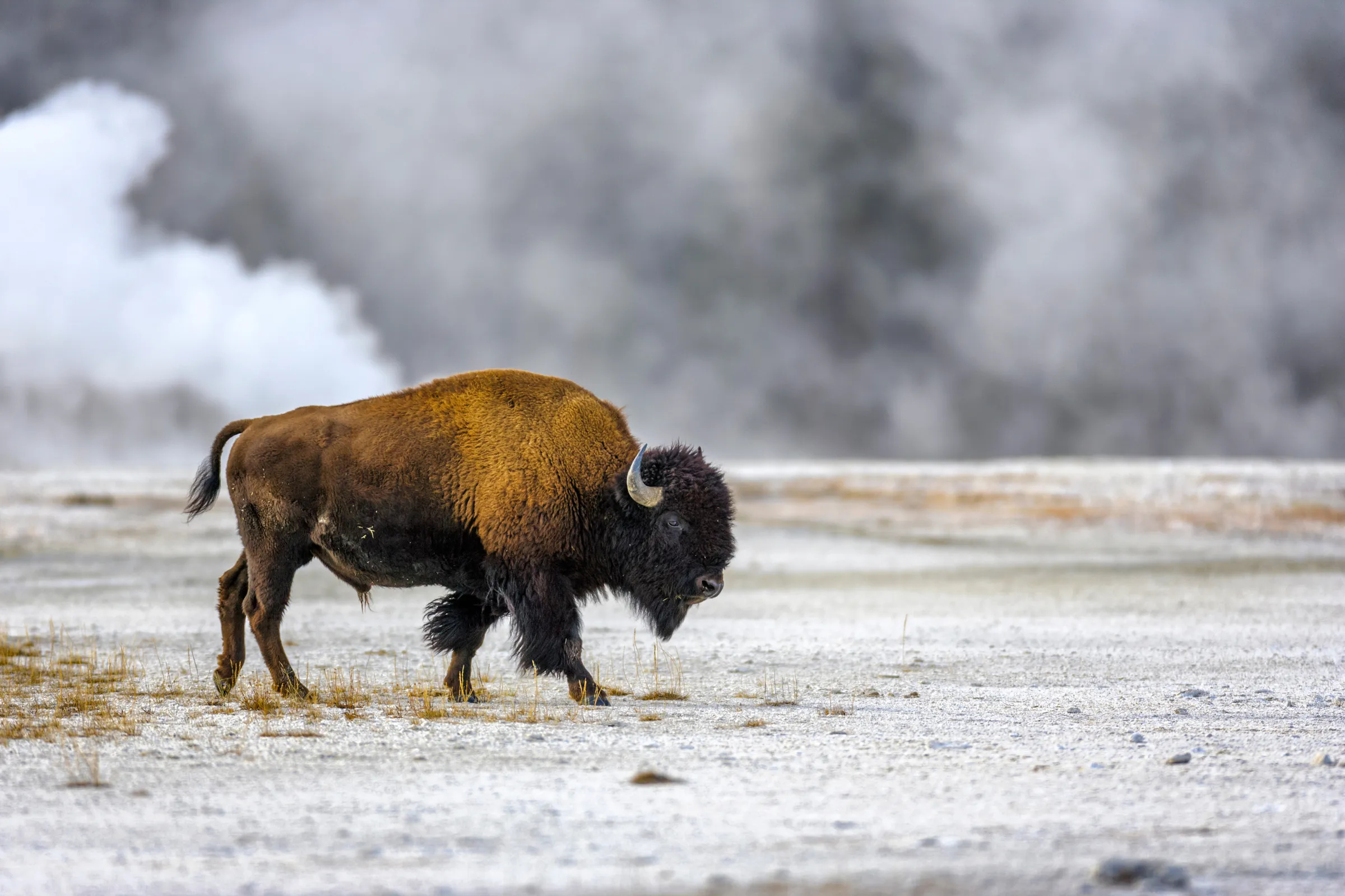 Bison's return, Ecosystem revival, Impacts of buffalo's homecoming, Nature's interconnectedness, 2400x1600 HD Desktop