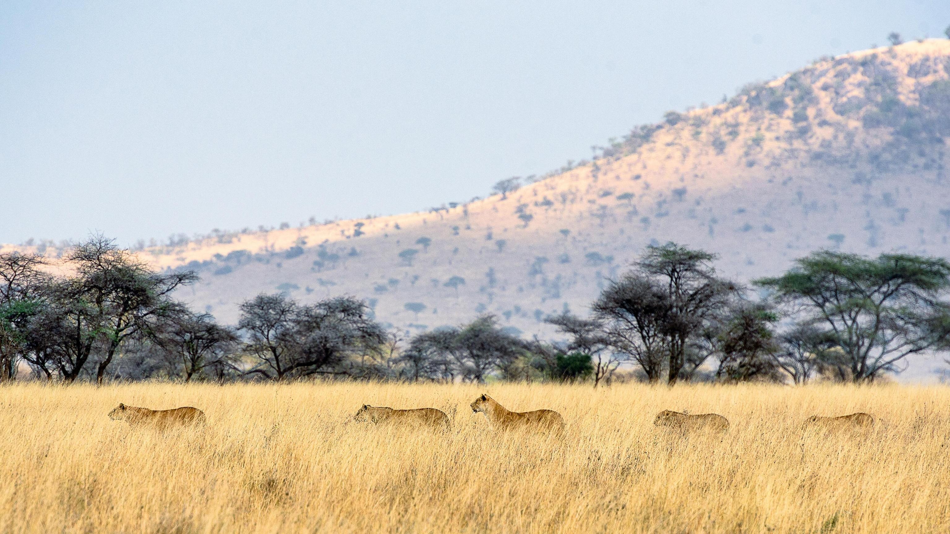 Serengeti pride, Lion waiting patiently, Tanzania's wildlife, Majestic sight, 3080x1730 HD Desktop