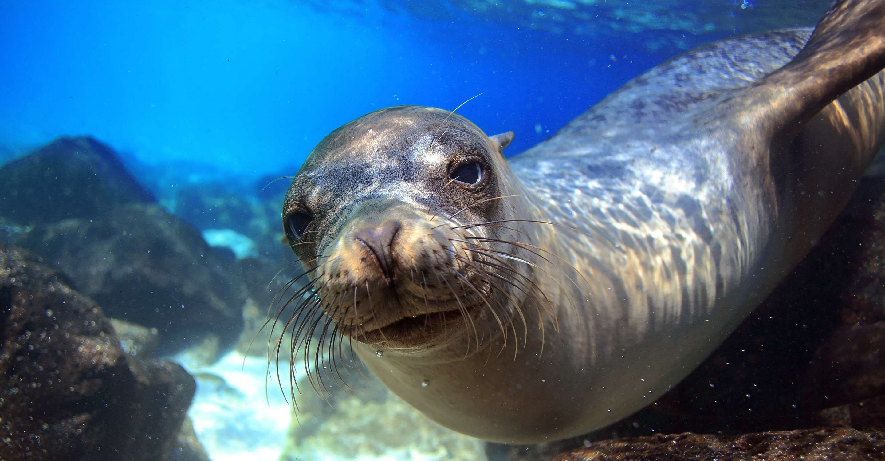 Galapagos Island, Adventure tour, Sea lion, 2880x1500 HD Desktop