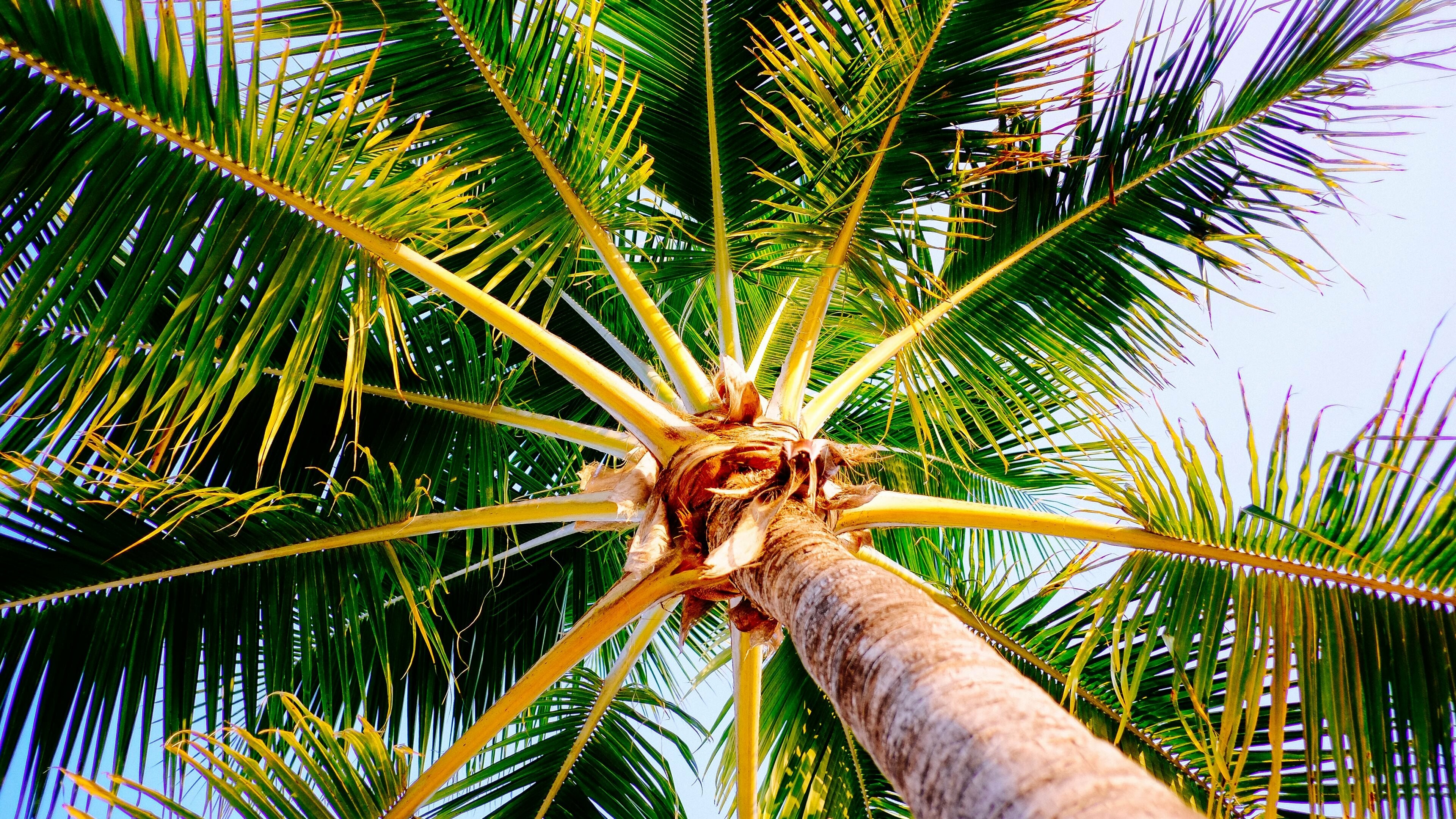 Palm Tree: A frond, A large, divided leaf, Tropical terrestrial plant. 3840x2160 4K Background.